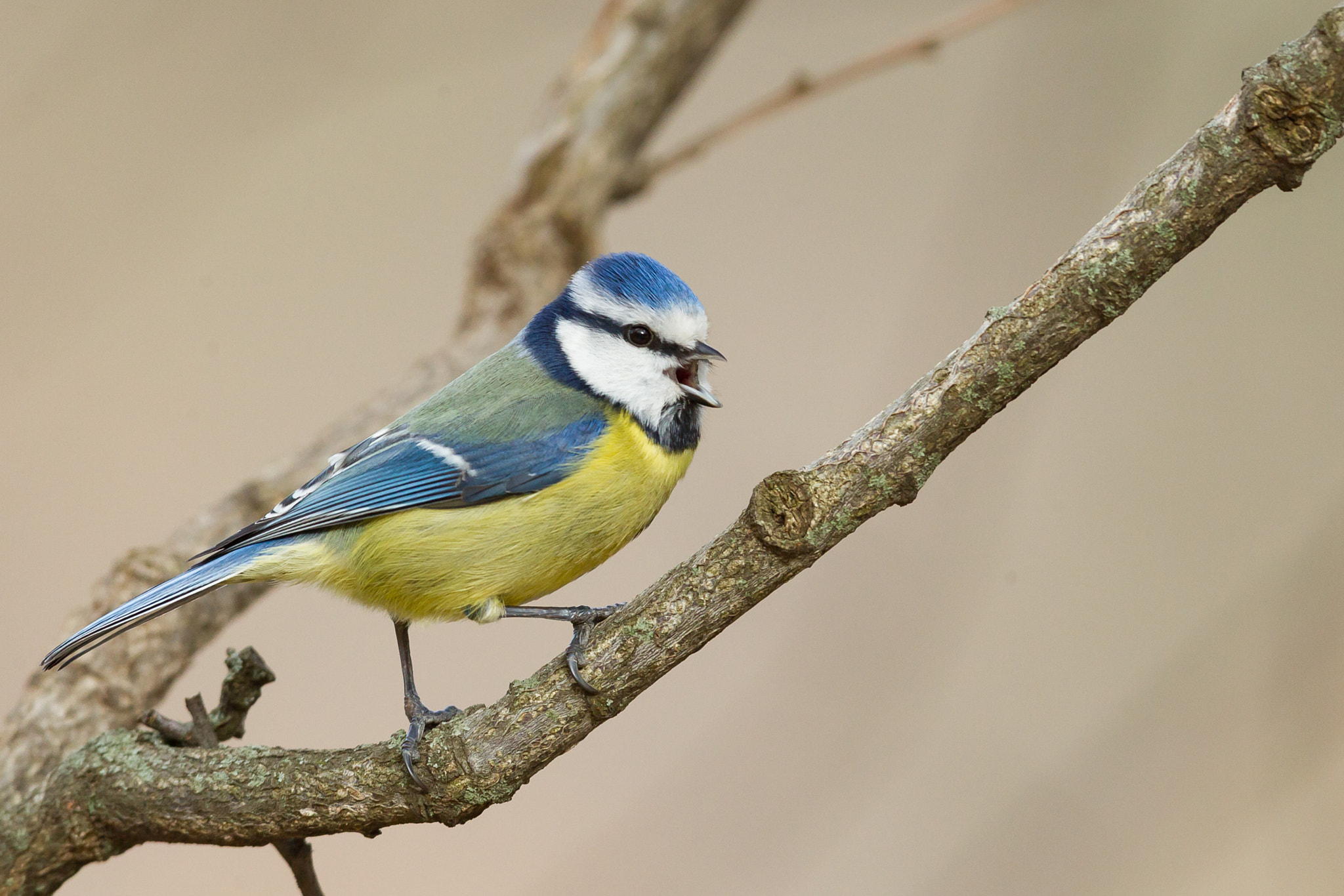 Canon EF 600mm f/4L IS sample photo. Eurasian blue tit photography