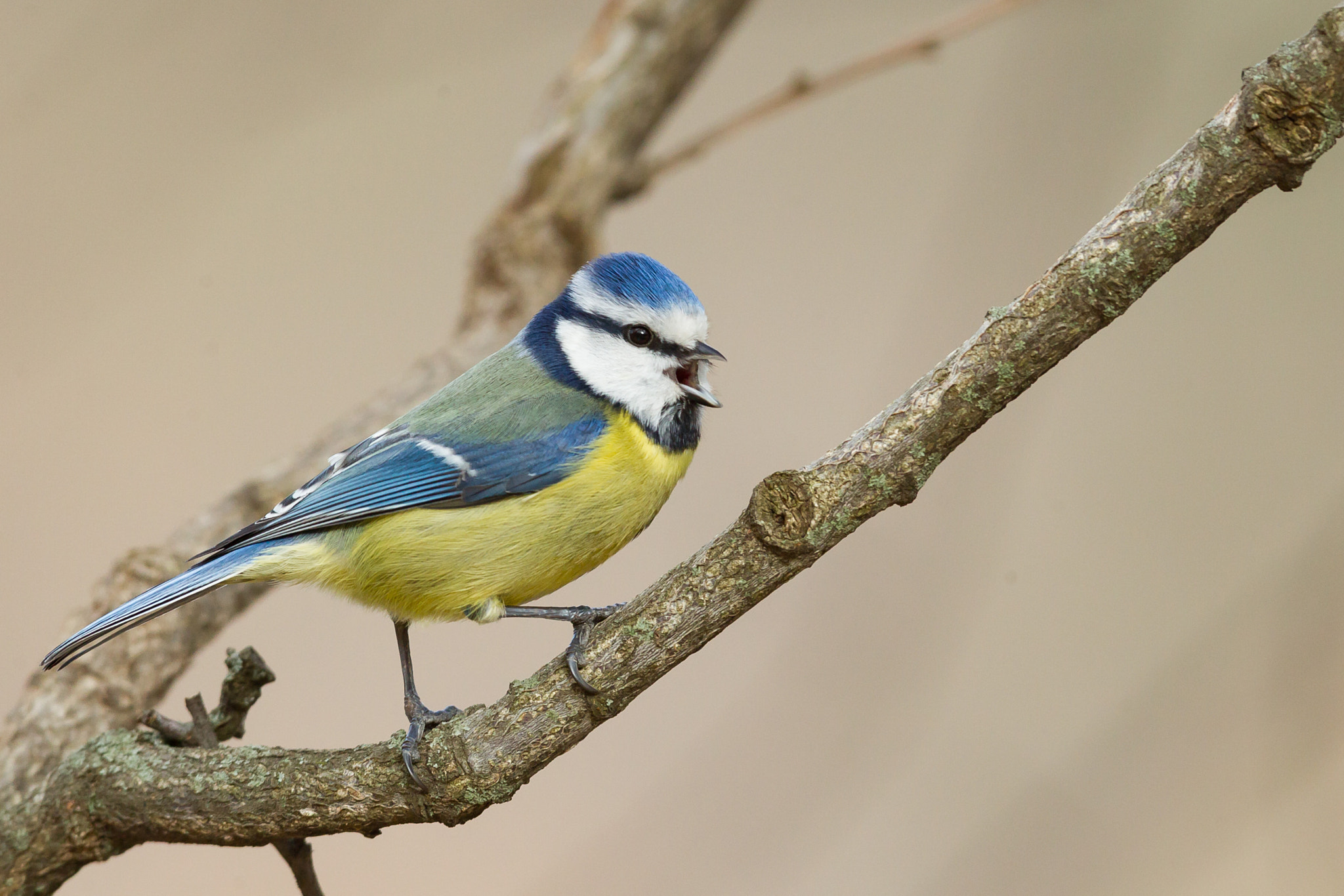 Canon EOS-1D Mark IV + Canon EF 600mm f/4L IS sample photo. Eurasian blue tit photography