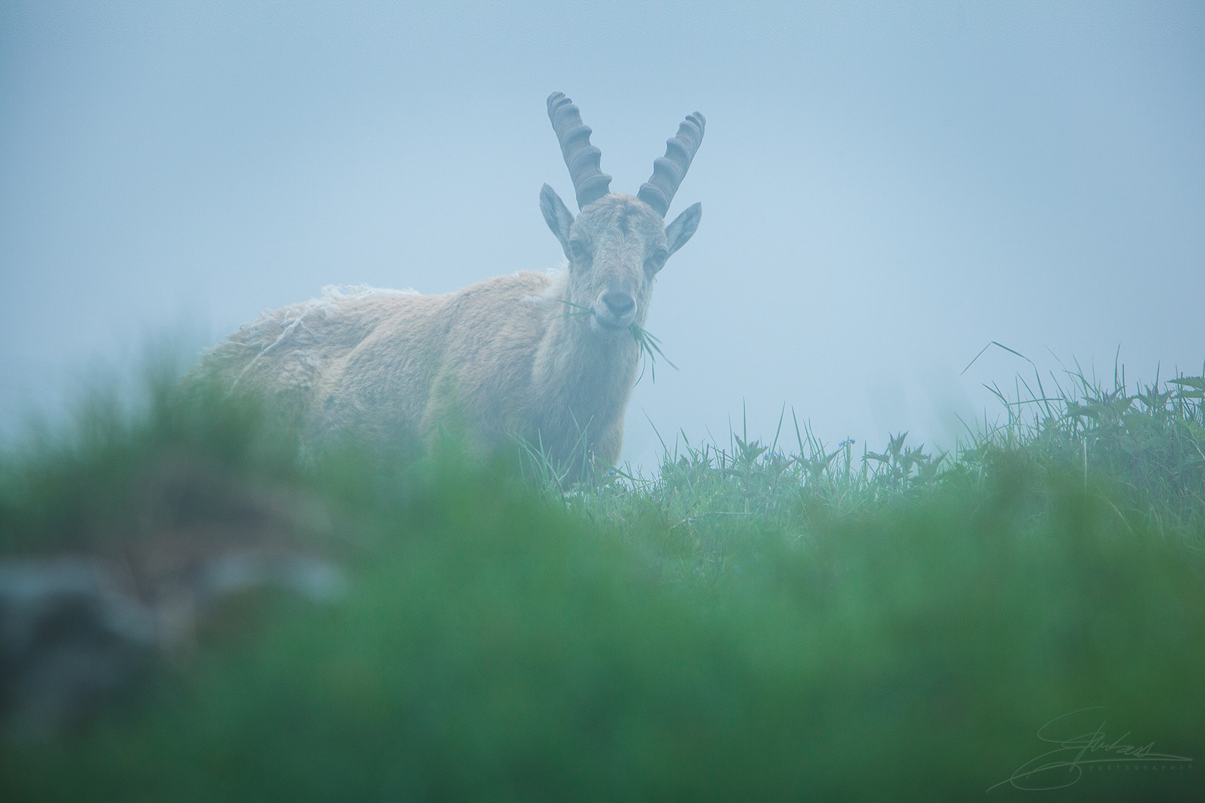 Canon EOS 5D Mark II + Canon EF 70-200mm F2.8L IS USM sample photo. Le moustachu photography