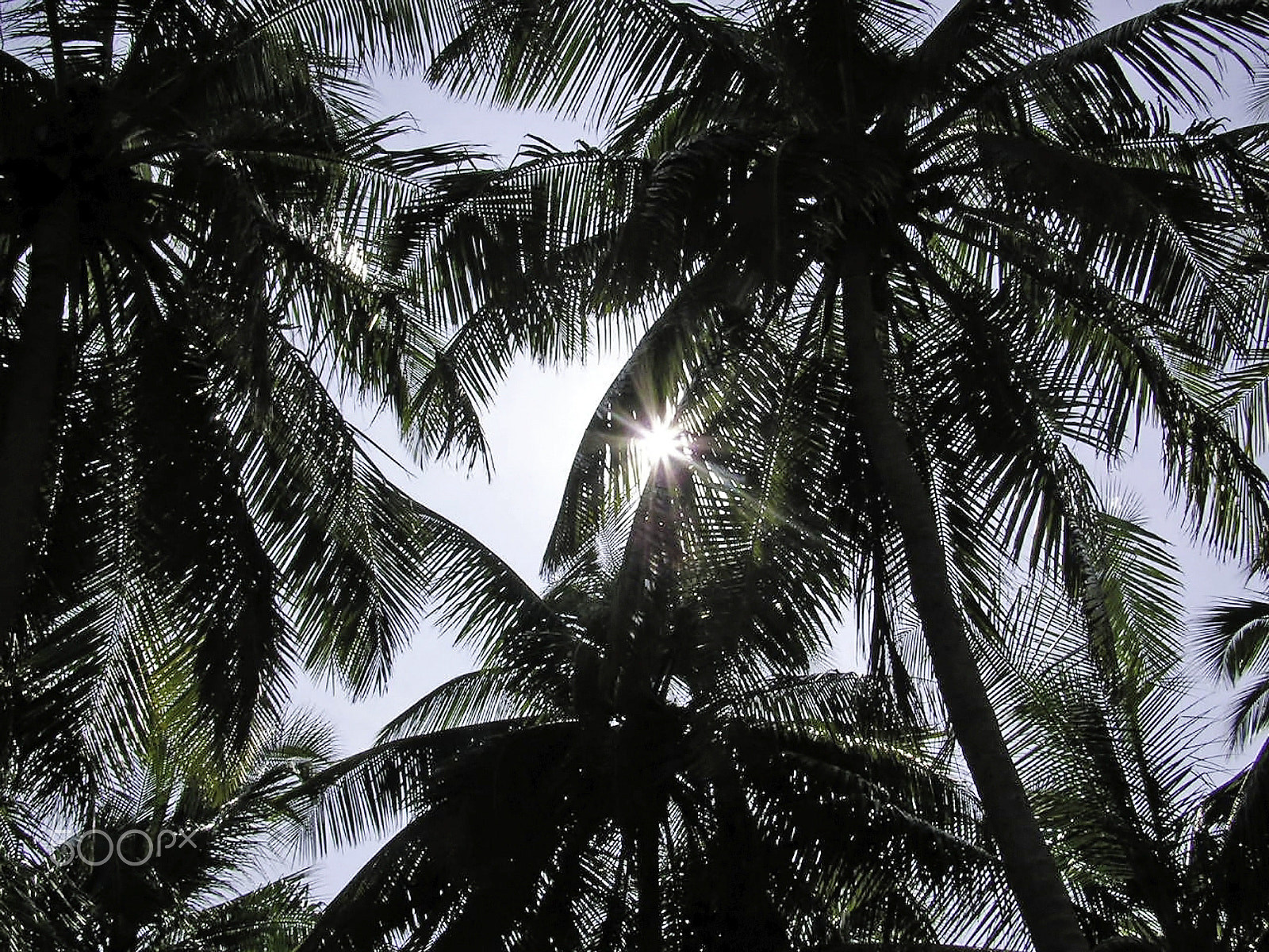 Olympus C750UZ sample photo. Sun shining through the fronds of coconut trees in the lakshadwe photography