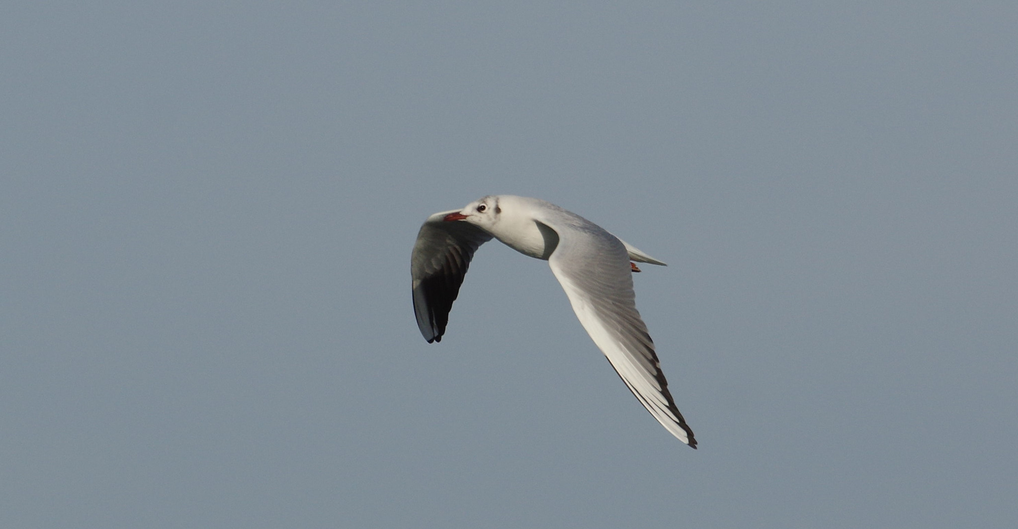 smc PENTAX-F* 300mm F4.5 ED[IF] sample photo. Sea bird . photography