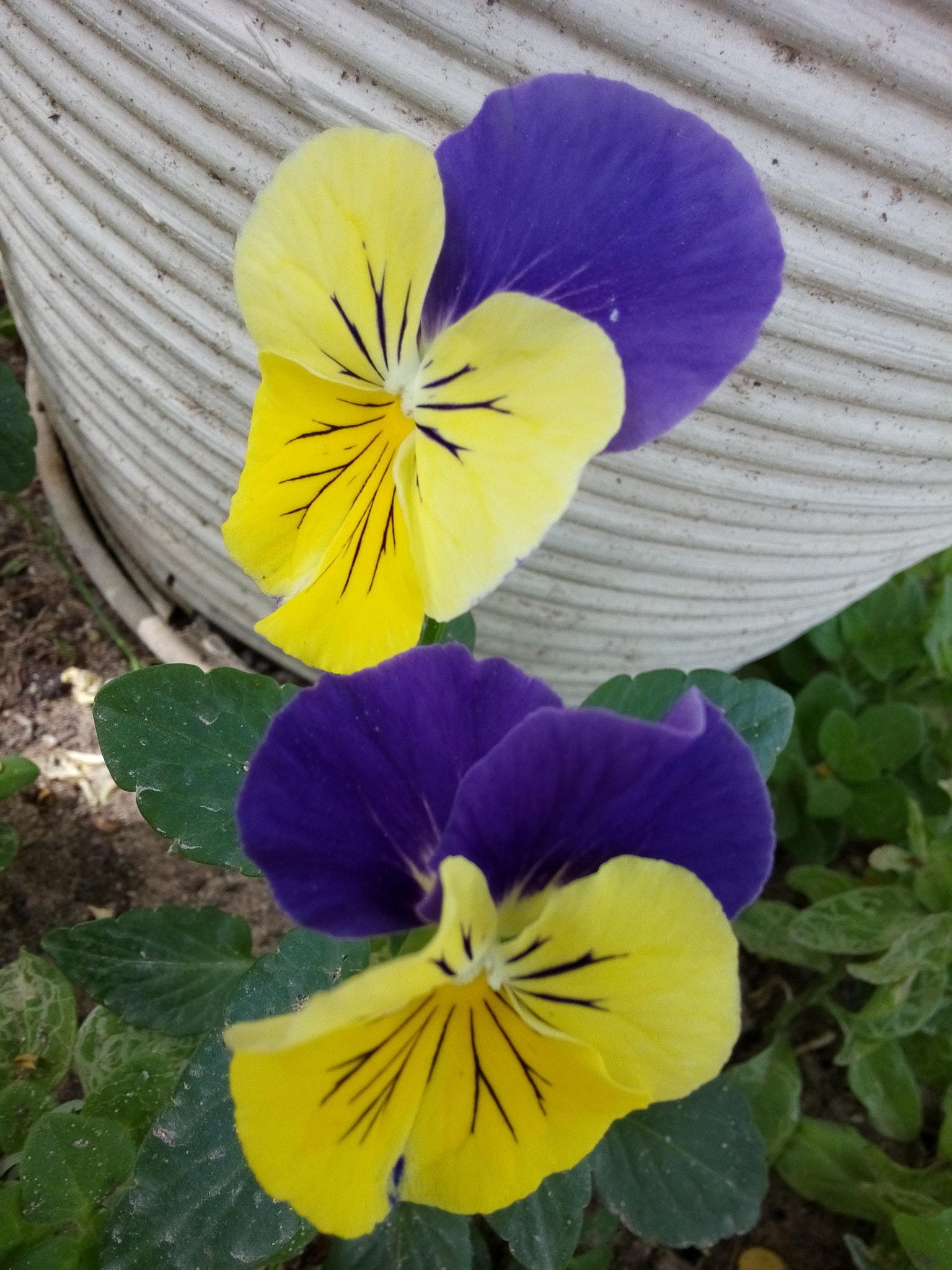 HUAWEI Honor3 sample photo. Blu #yello photography