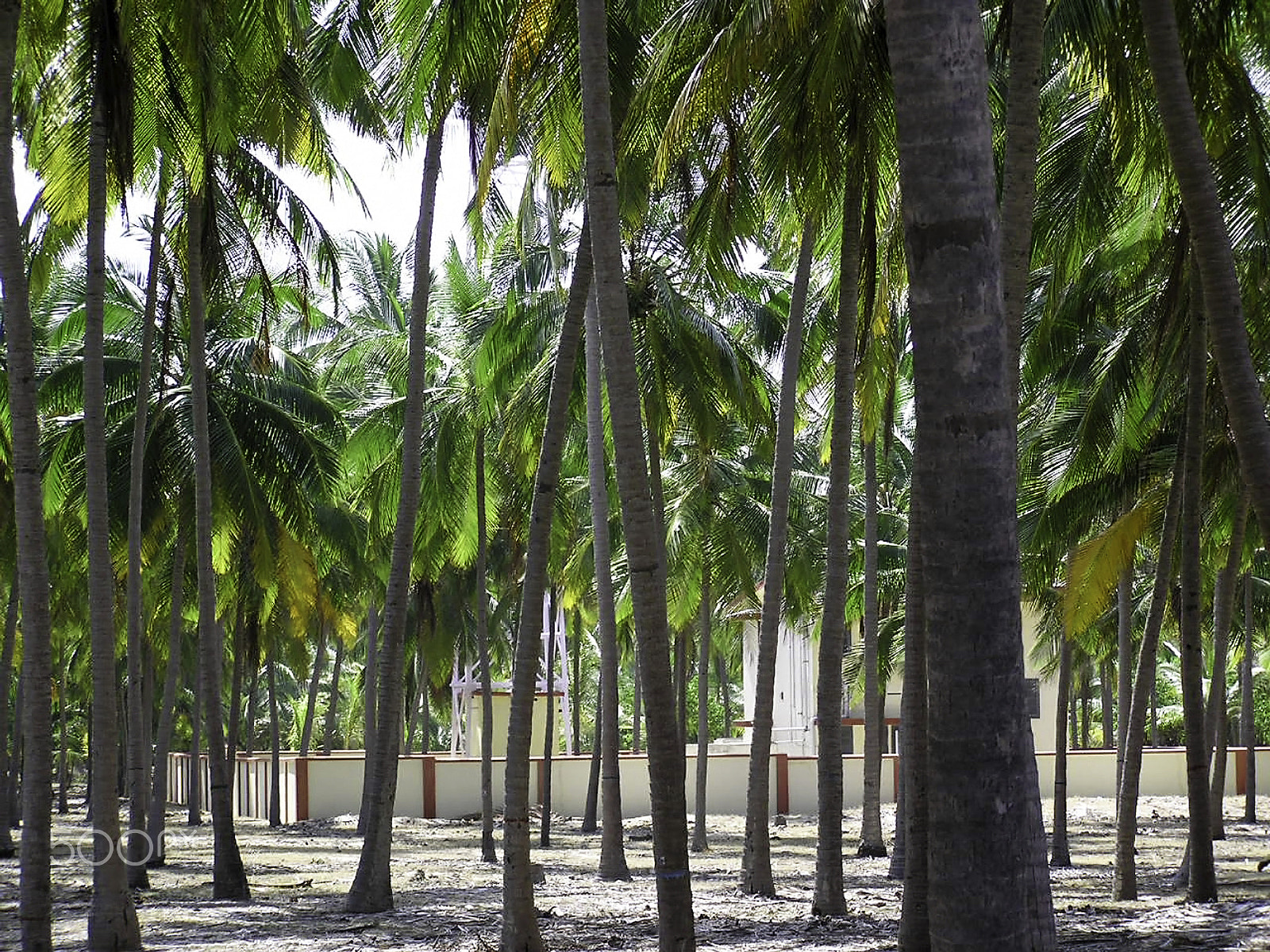 Olympus C750UZ sample photo. Old lighthouse visible through coconut trees in kadamat island i photography