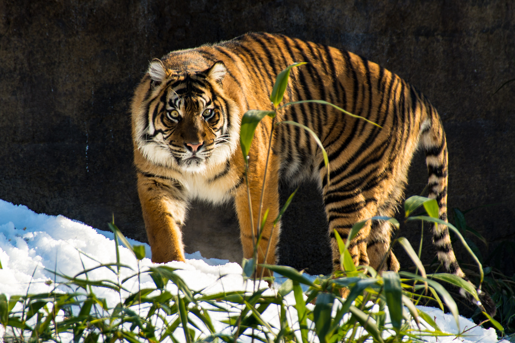 Sigma 18-250mm F3.5-6.3 DC Macro OS HSM sample photo. Tiger's look photography