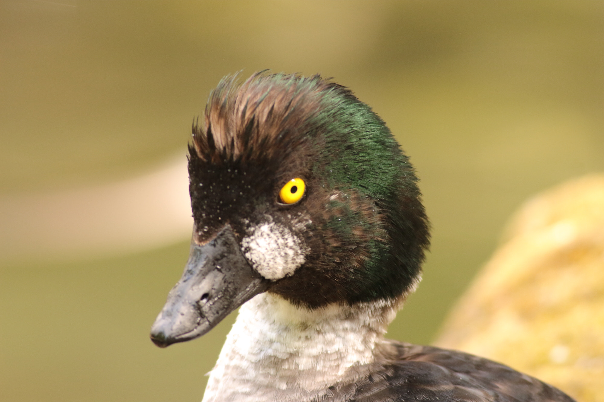 Canon EOS 1100D (EOS Rebel T3 / EOS Kiss X50) + Canon EF 400mm F5.6L USM sample photo. Common goldeneye (bucephala clangula) photography