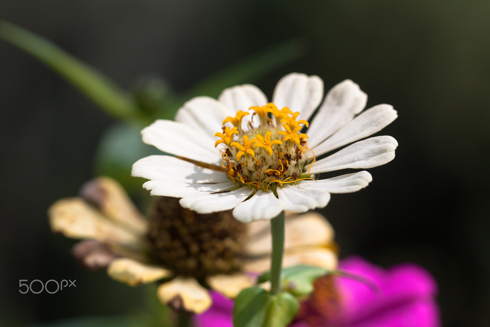Canon EF 100mm F2.8L Macro IS USM sample photo. Shivalik bloom photography