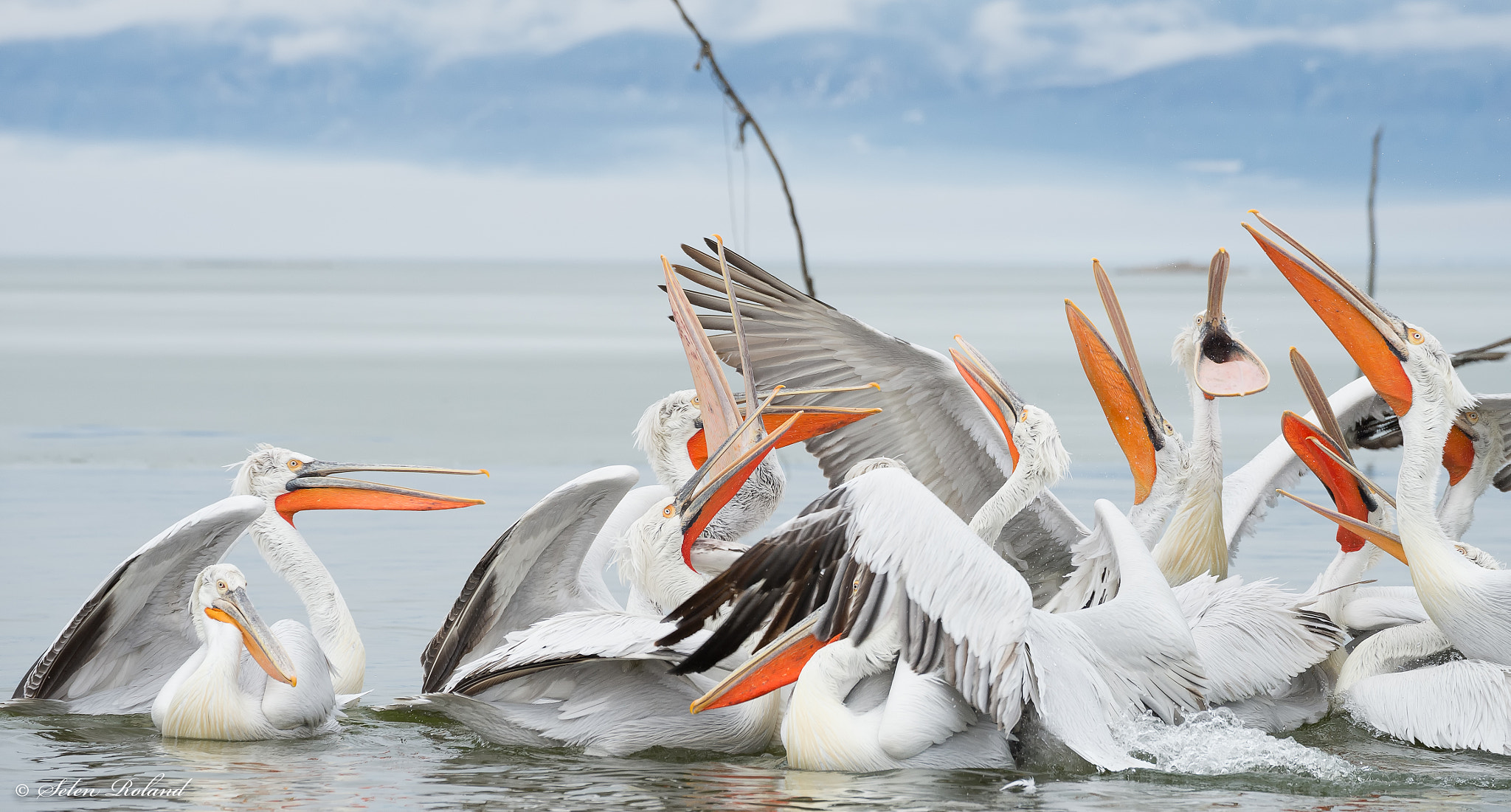Nikon D4 sample photo. Kroeskoppelikanen - dalmatian pelican photography