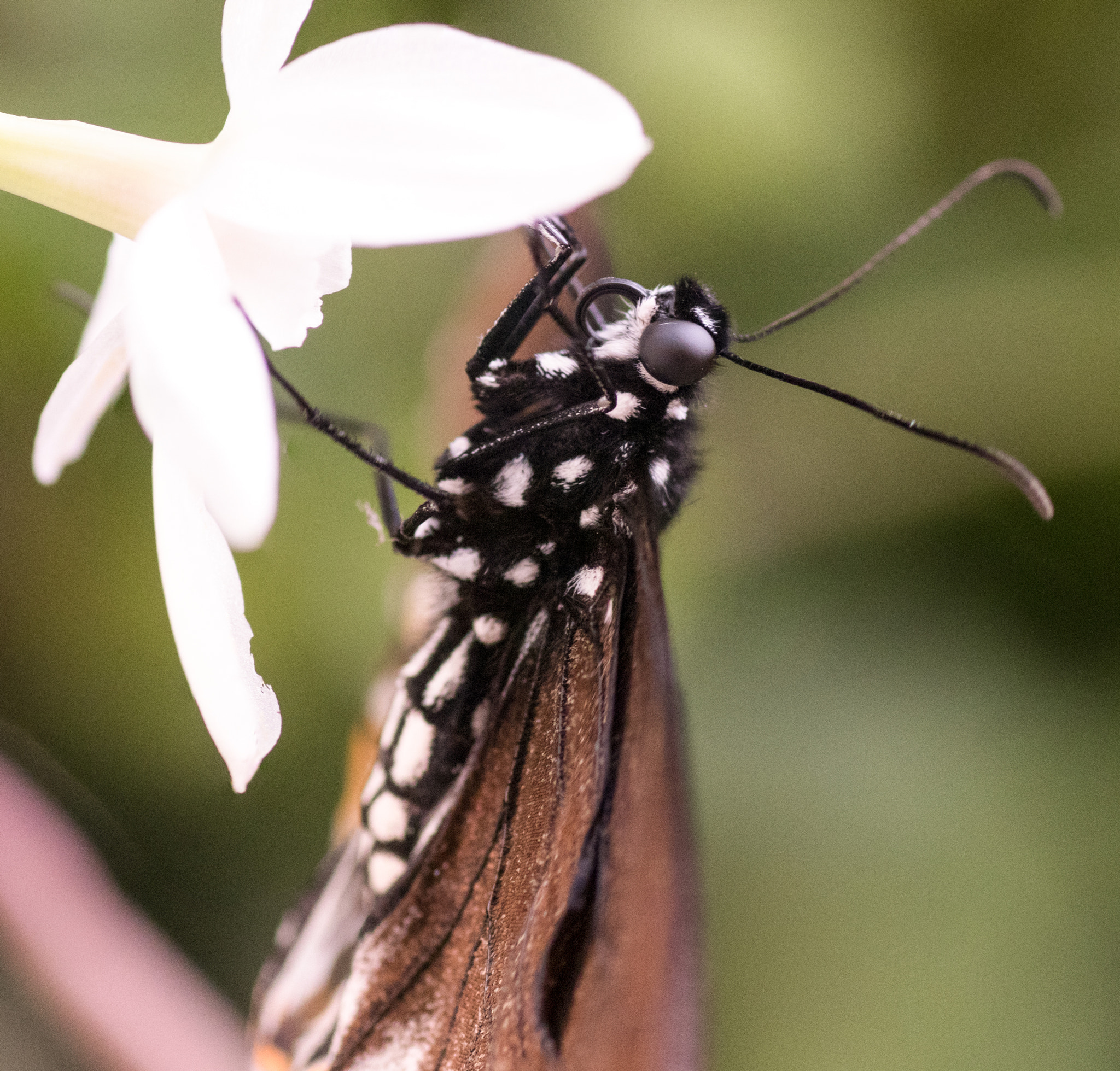 Canon EOS 80D + Tamron SP AF 90mm F2.8 Di Macro sample photo. Unknown butterfly photography