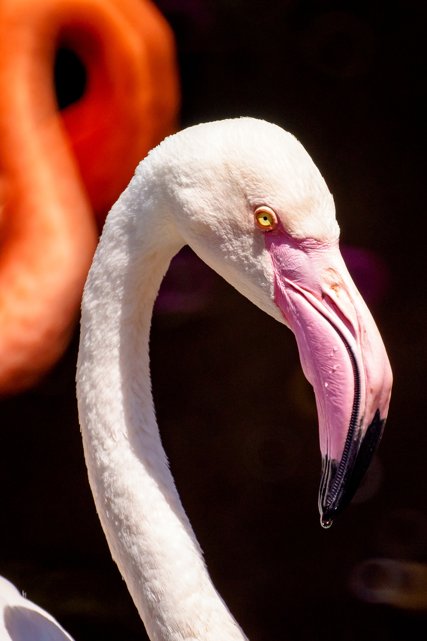 Sony 500mm F8 Reflex sample photo. White flamingo photography