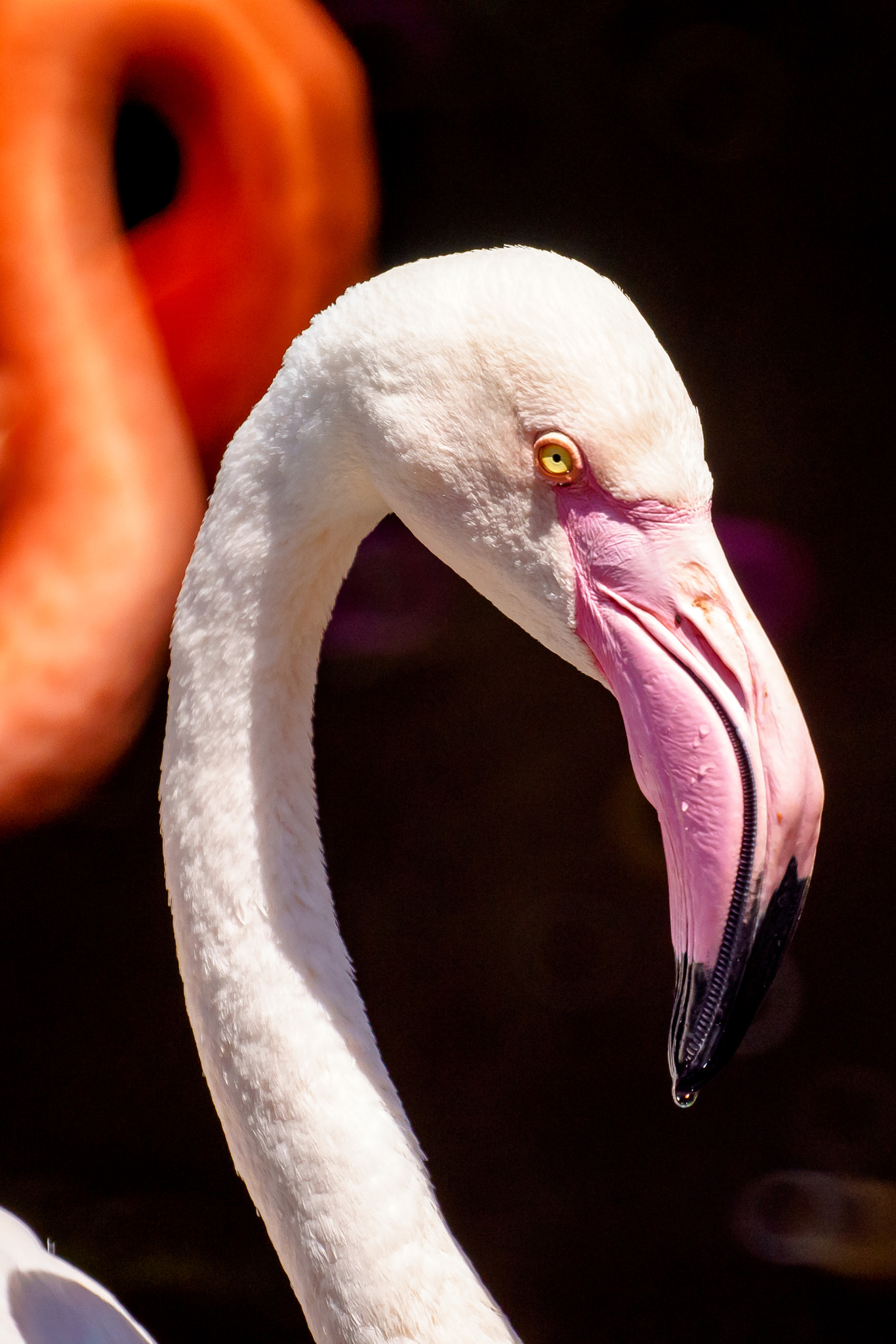 Sony a7 + Sony 500mm F8 Reflex sample photo. White flamingo photography