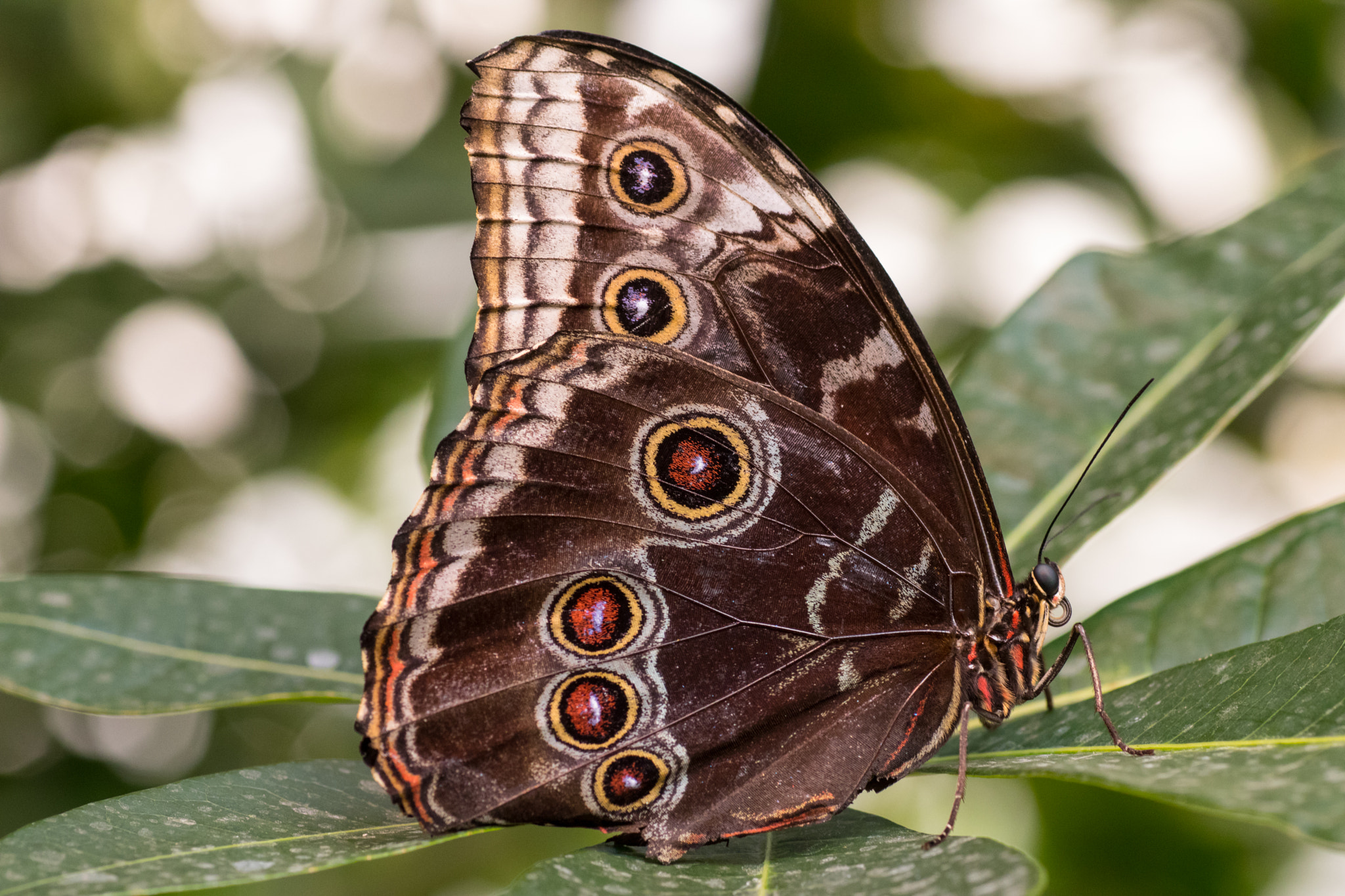 Canon EOS 80D + Tamron SP AF 90mm F2.8 Di Macro sample photo. Peleides blue morpho photography