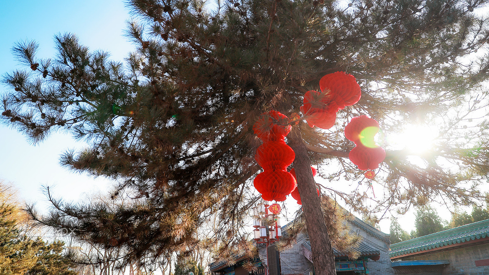 Canon EF 24-70mm F2.8L II USM sample photo. Chinese new year tree photography