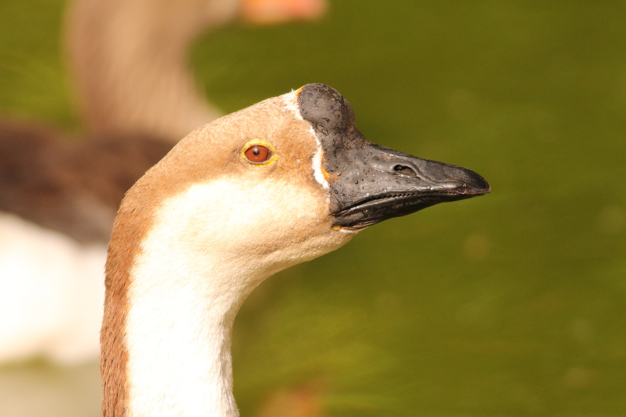 Canon EOS 1100D (EOS Rebel T3 / EOS Kiss X50) + Canon EF 400mm F5.6L USM sample photo. Swan goose (anser cygnoides) photography