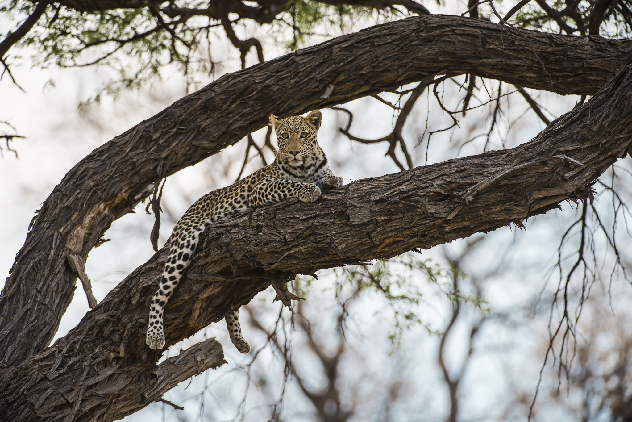 Nikon D800 sample photo. Leopard photography