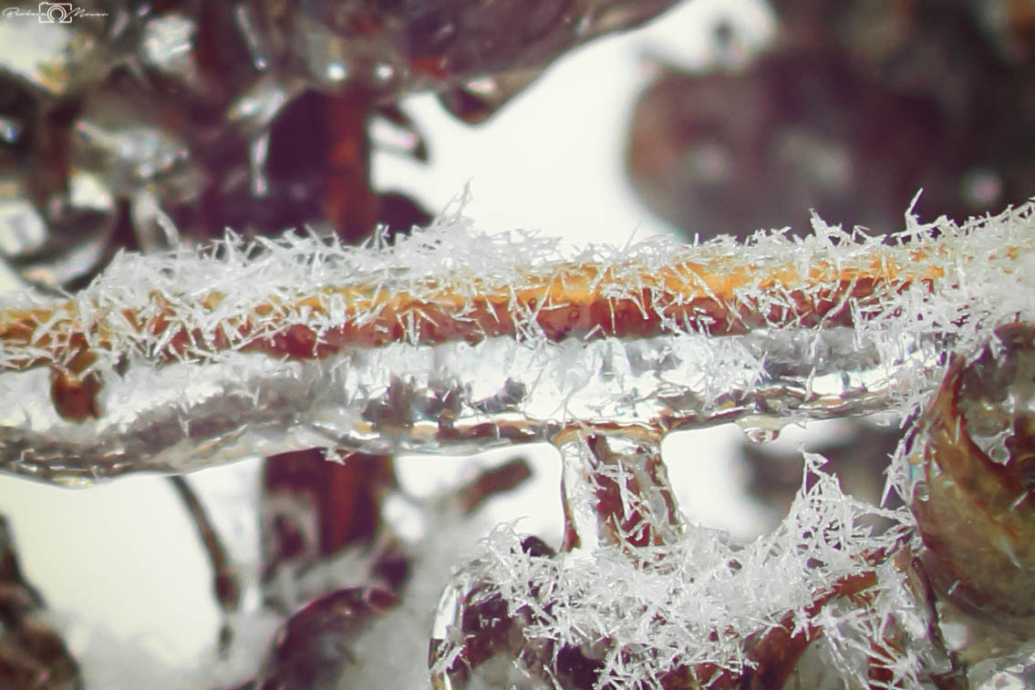 Canon EOS 750D (EOS Rebel T6i / EOS Kiss X8i) + Sigma 18-50mm f/3.5-5.6 DC sample photo. Snow on the ice layer photography