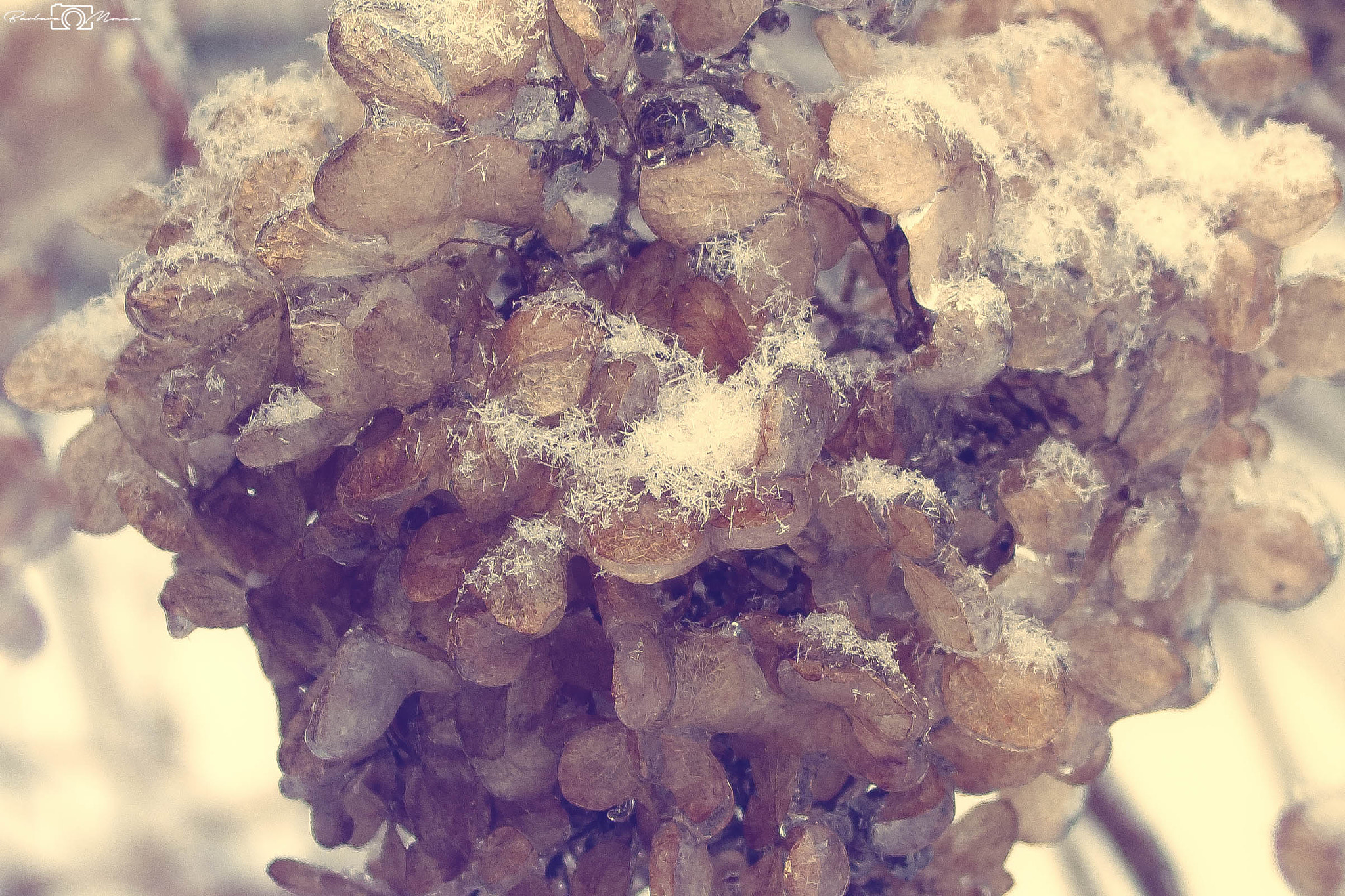 Sigma 18-50mm f/3.5-5.6 DC sample photo. Grapes of bloom photography