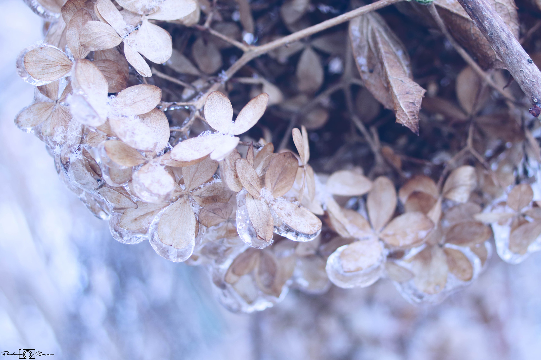 Sigma 18-50mm f/3.5-5.6 DC sample photo. Frosted photography