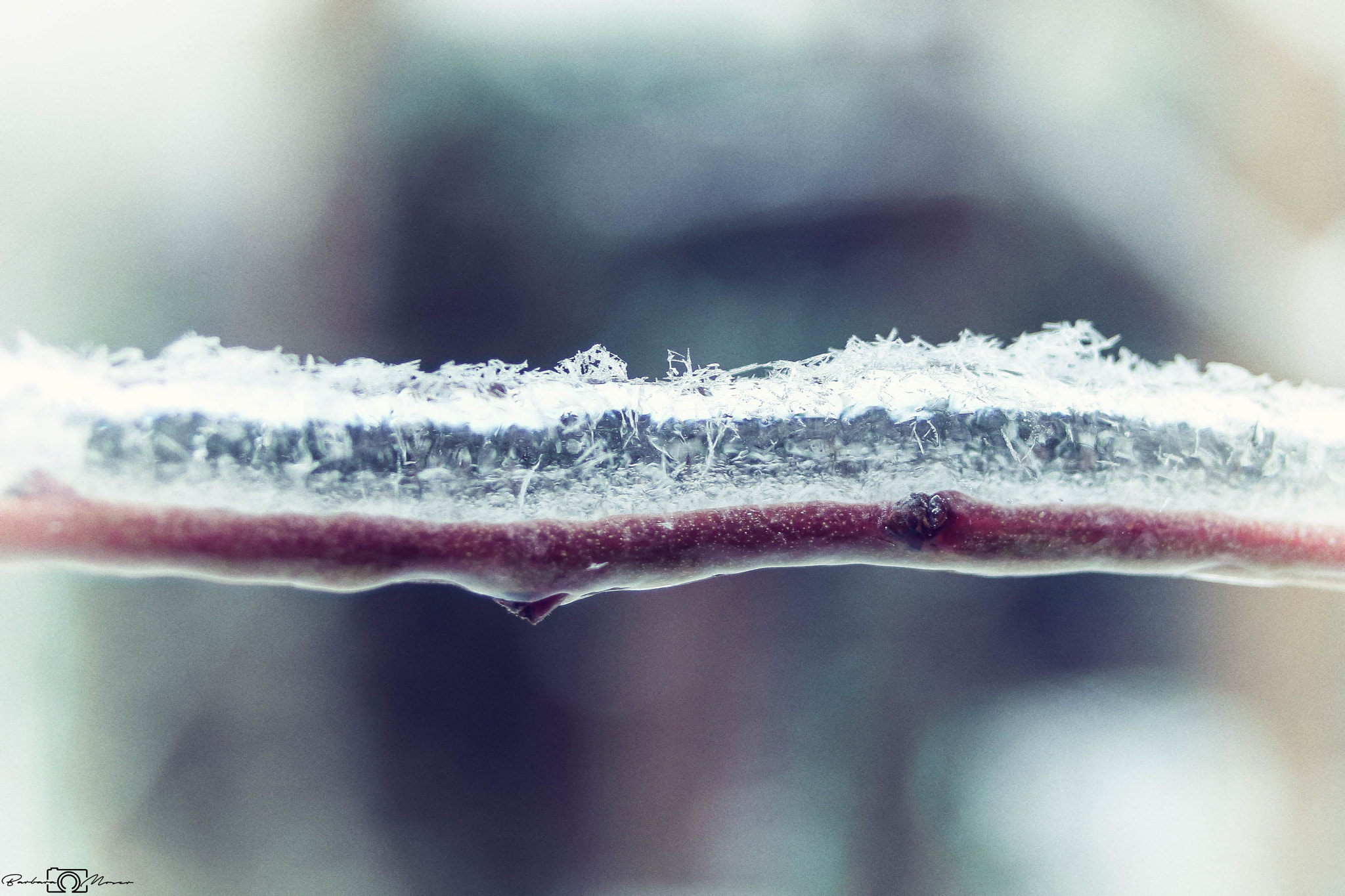 Sigma 18-50mm f/3.5-5.6 DC sample photo. Snow after the freezing rain photography