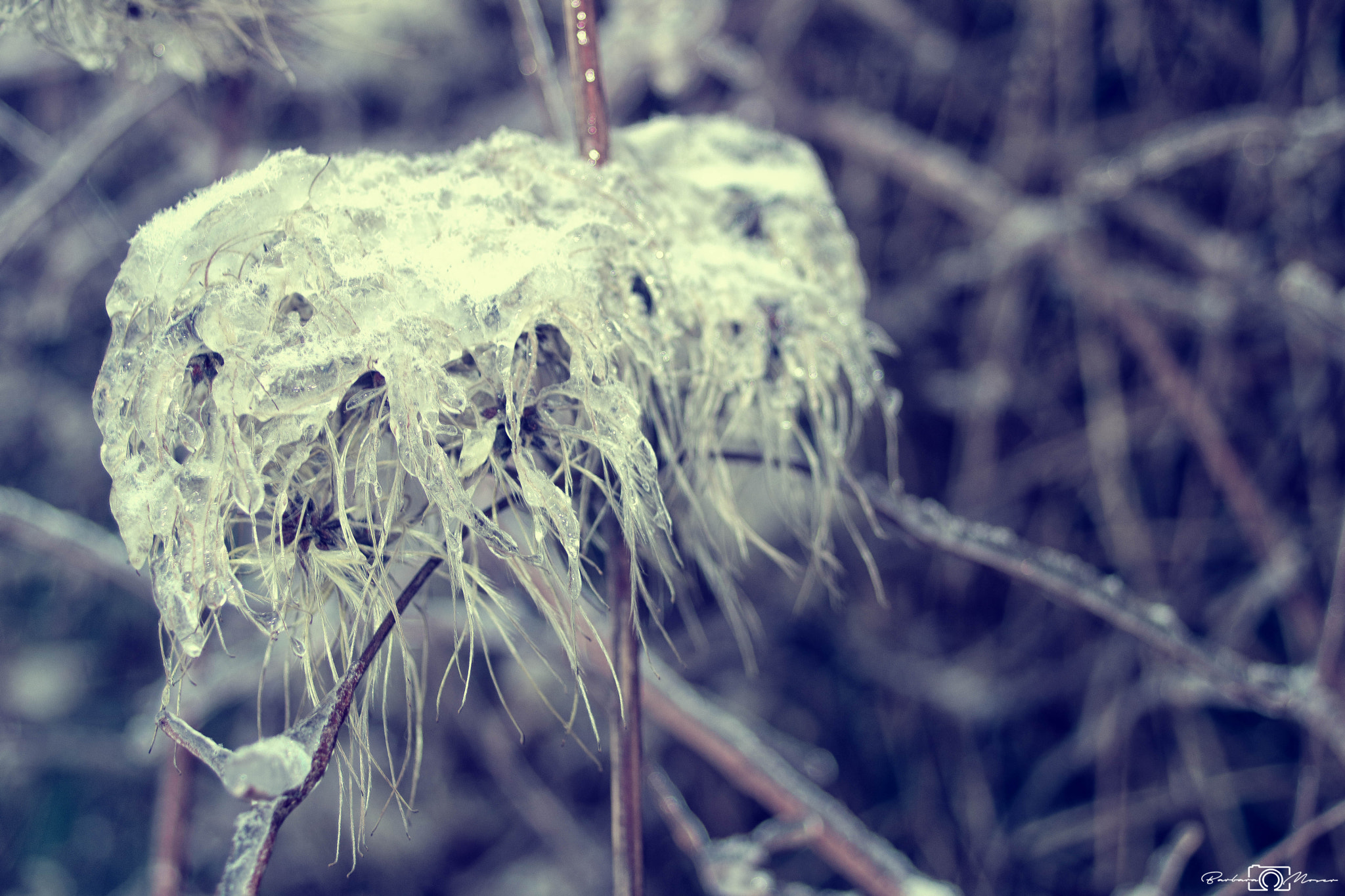 Sigma 18-50mm f/3.5-5.6 DC sample photo. Frozen photography