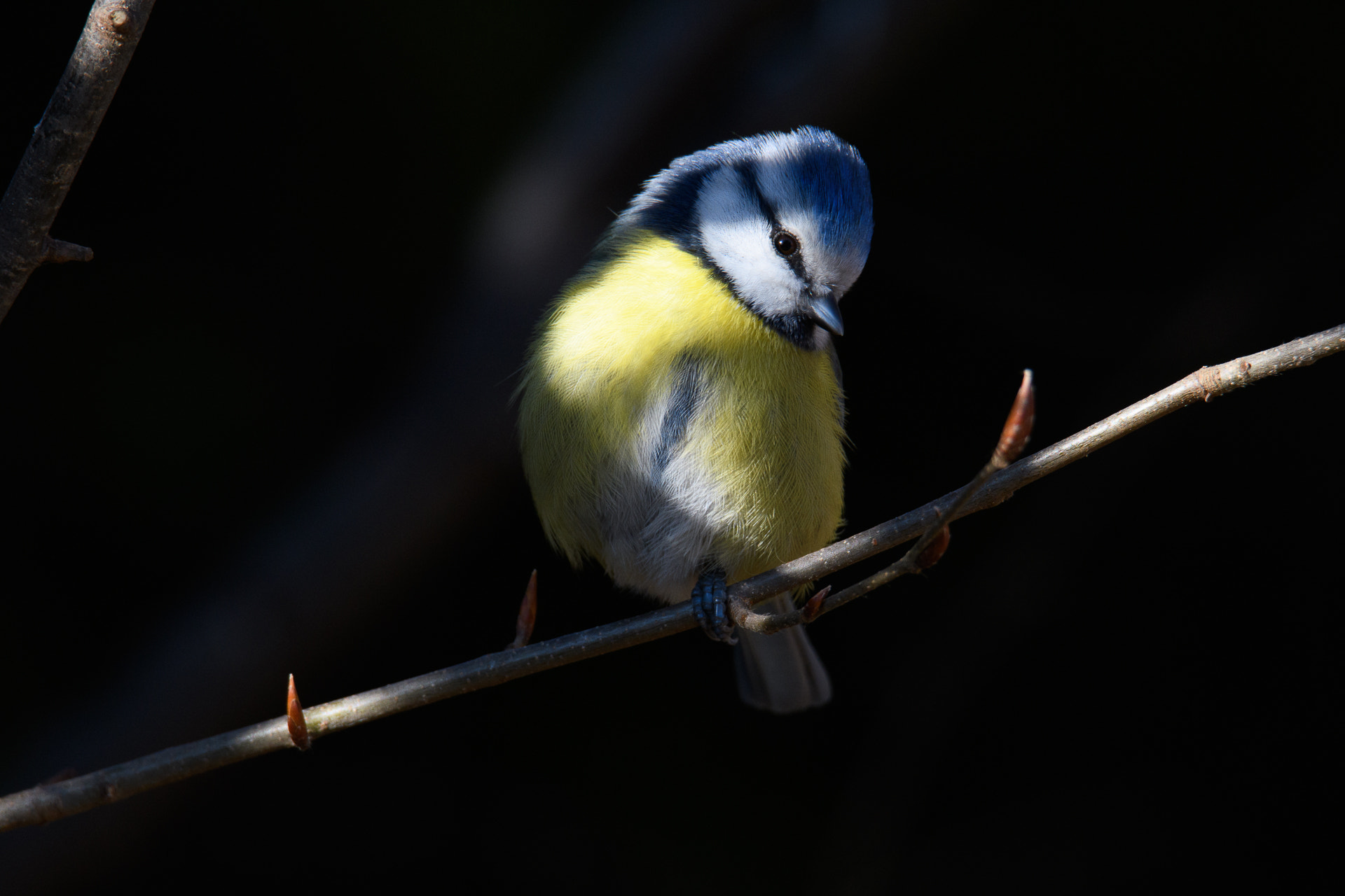 Nikon D500 + Sigma 50mm F2.8 EX DG Macro sample photo. Shy photography