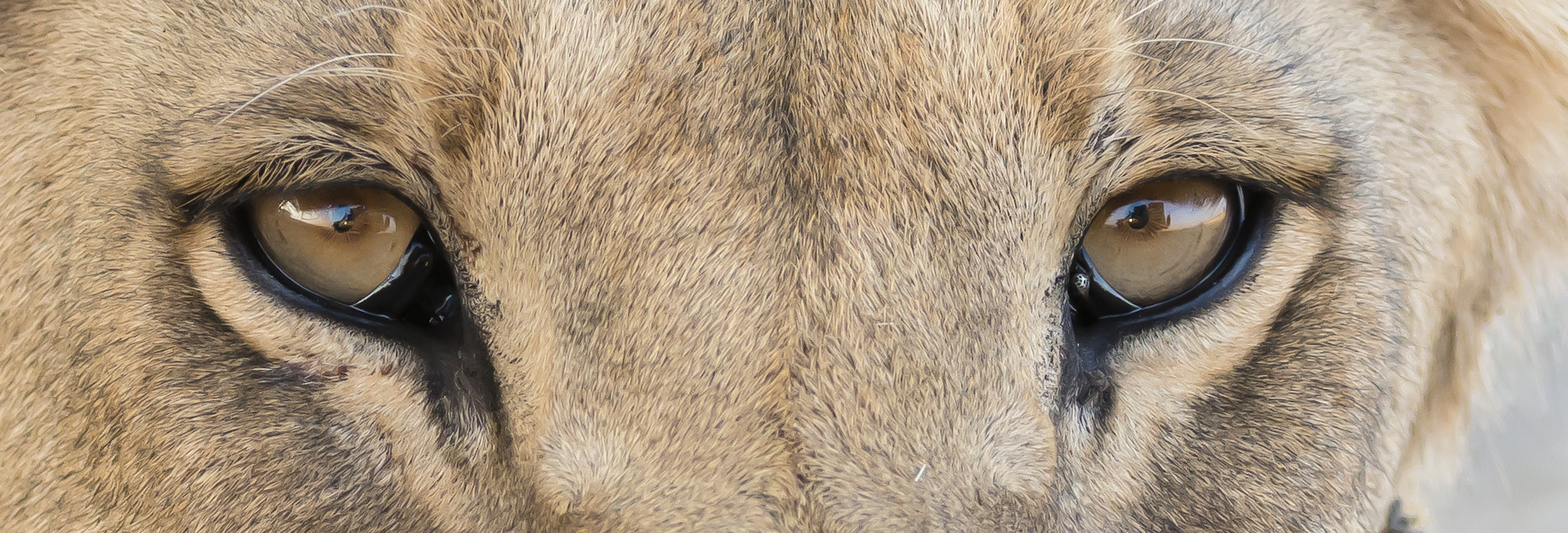 Nikon D800 sample photo. Eyes of the lion photography