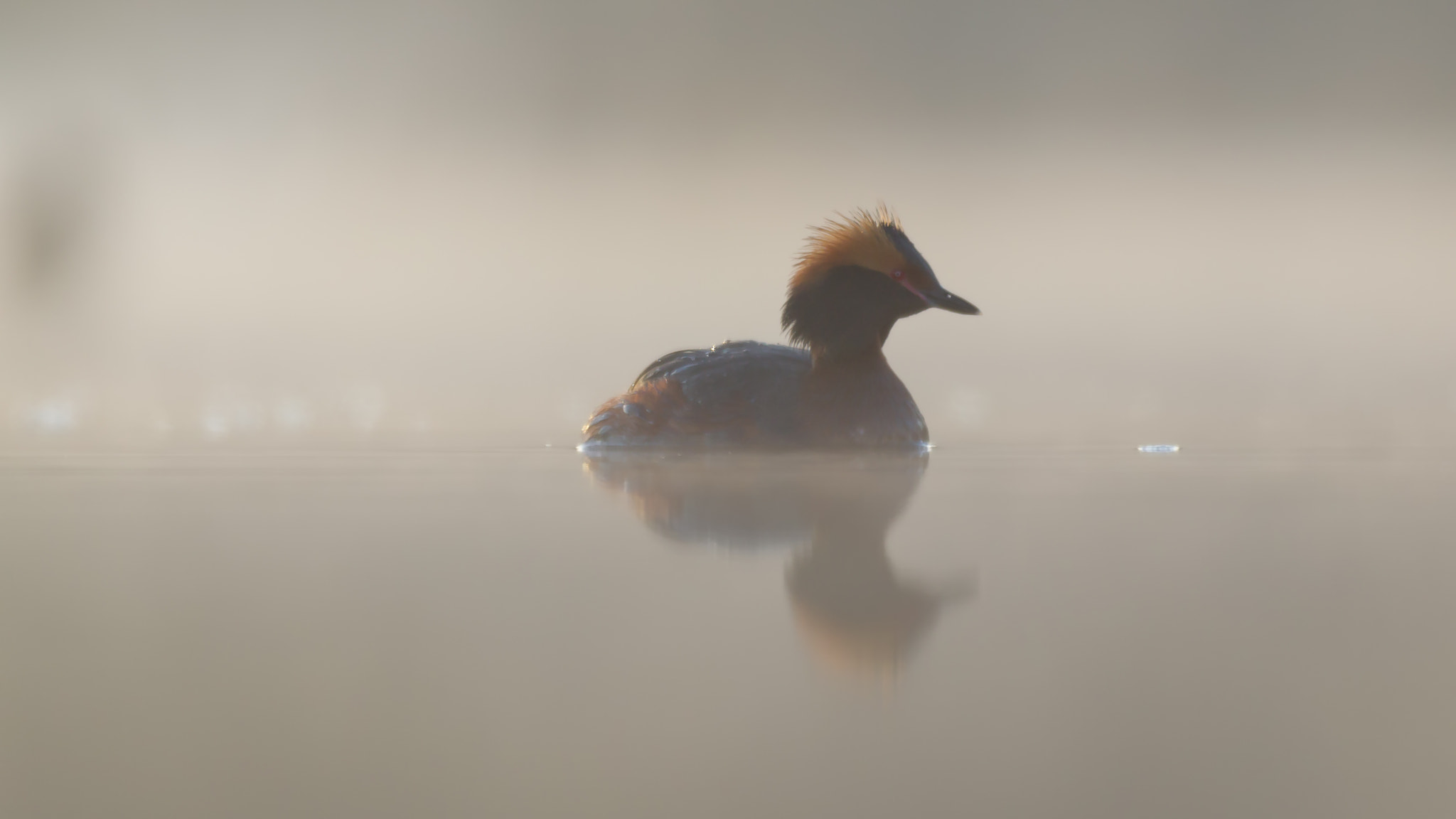 Canon EF 600mm f/4L IS sample photo. Horned grebe in morning mist photography