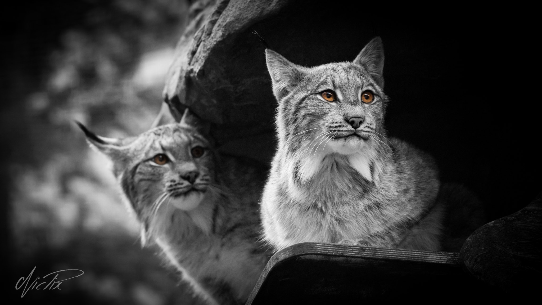 150-600mm F5-6.3 DG OS HSM | Contemporary 015 sample photo. Strong lynx look photography