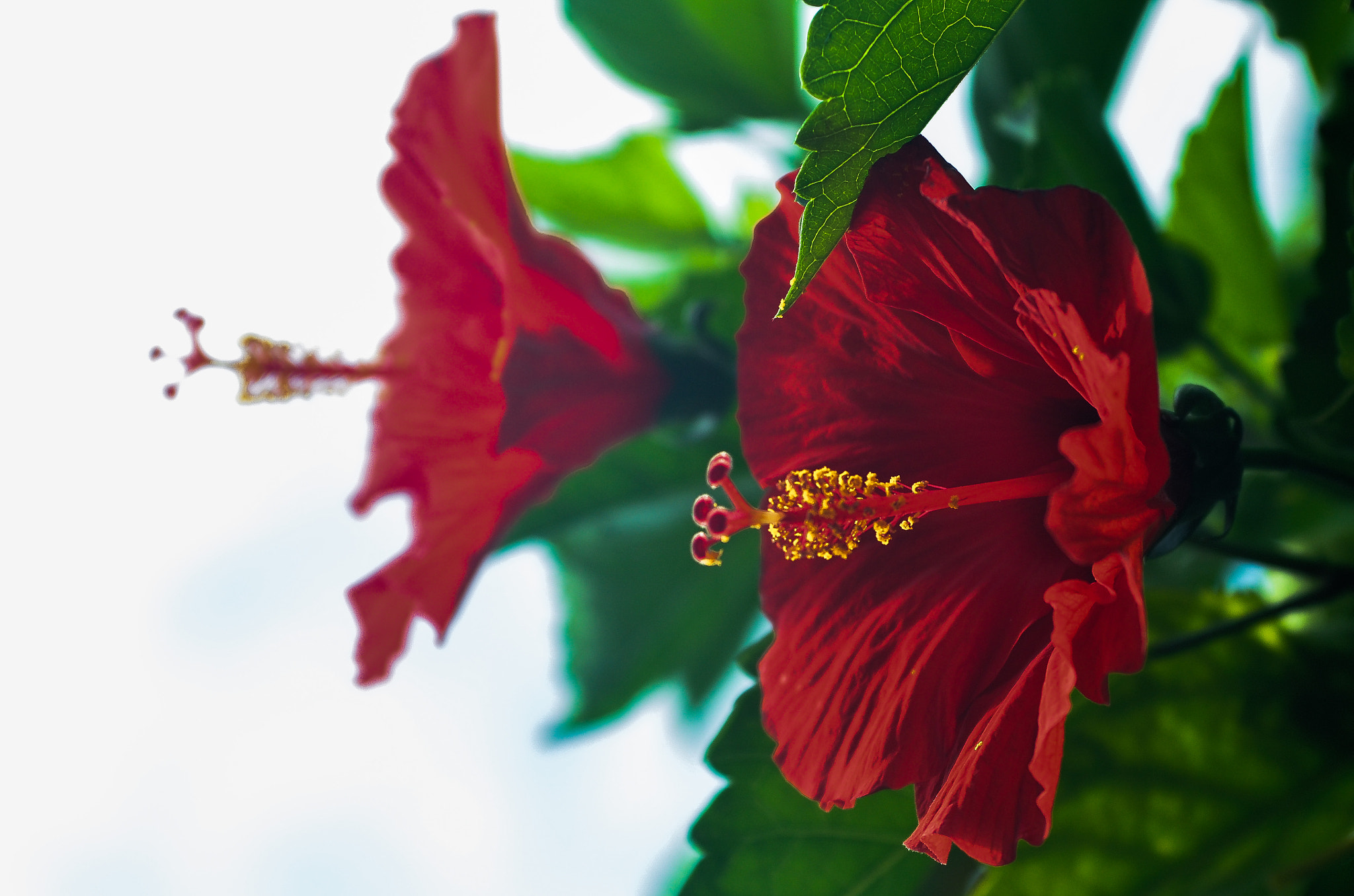 Nikon D7000 + AF Zoom-Nikkor 35-70mm f/2.8D sample photo. Red gumamela photography