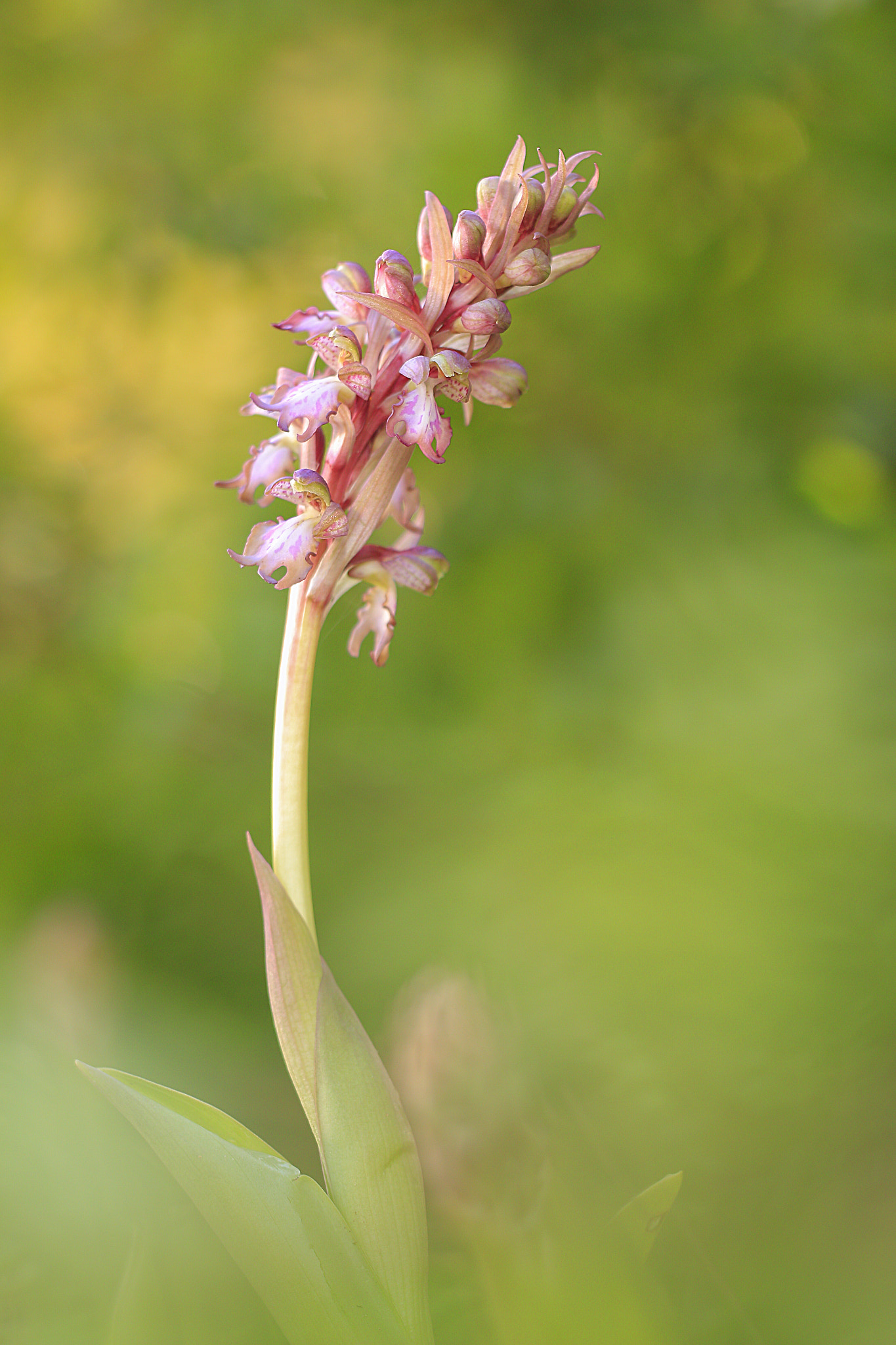 Sigma APO Macro 150mm f/2.8 EX DG HSM sample photo. Barlia5 photography