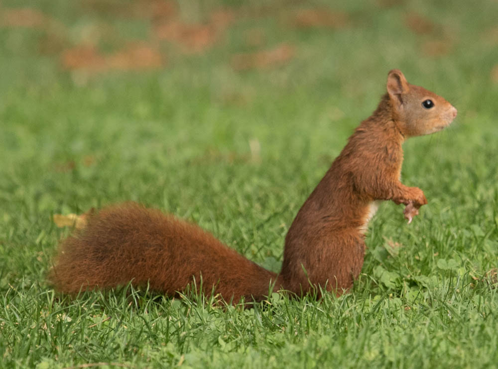 Nikon D750 + Nikon Nikkor AF-S 300mm F4E PF ED VR sample photo. Écureuil roux photography