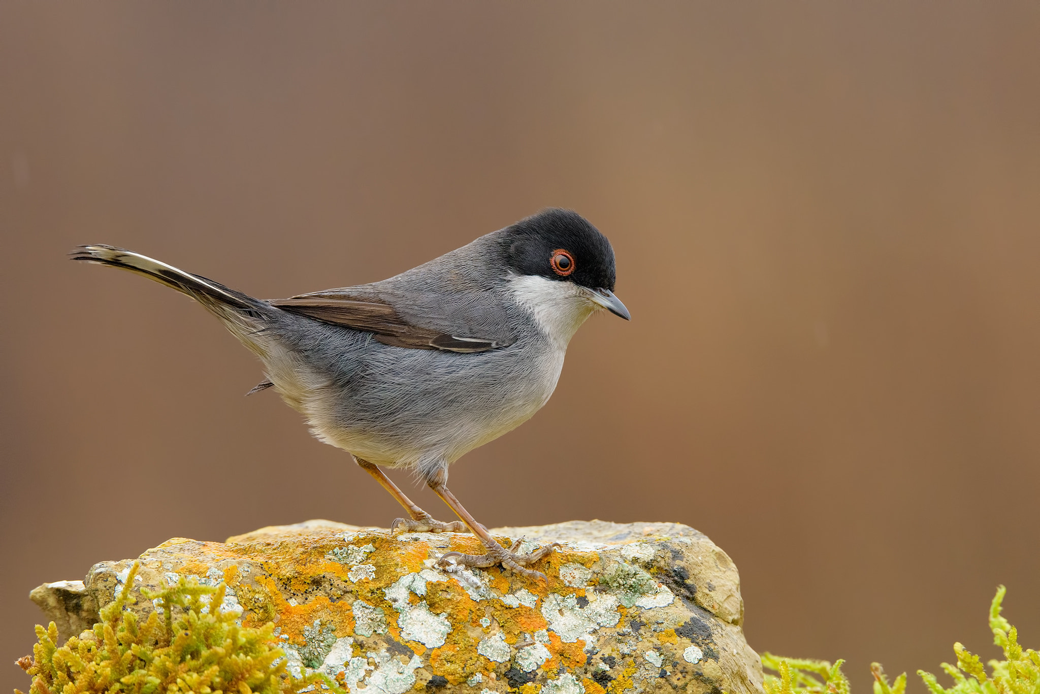 Sigma 150-600mm F5-6.3 DG OS HSM | S sample photo. Sardinian warbler in the rock photography