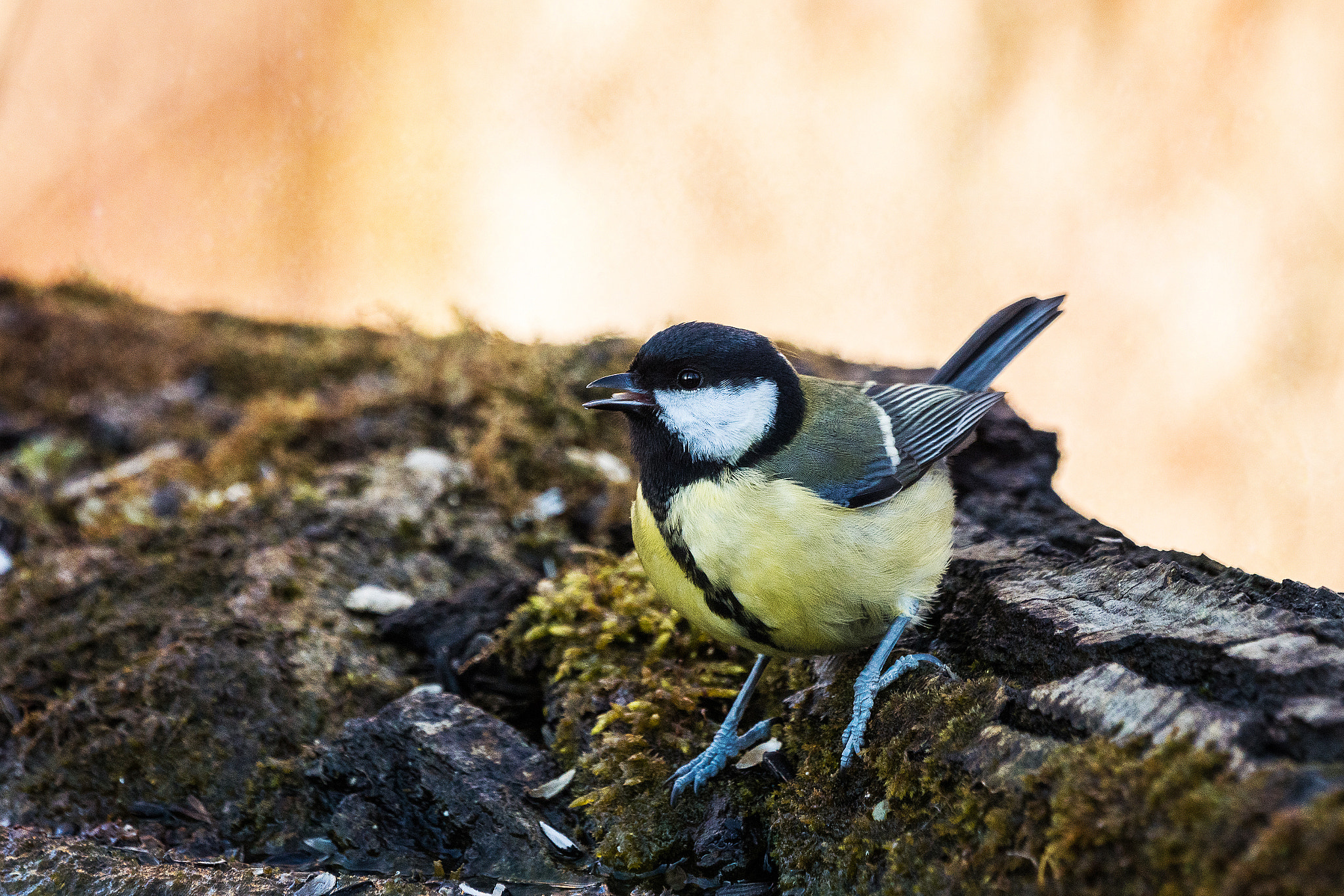 Sony 70-400mm F4-5.6 G SSM II sample photo. Parus major photography