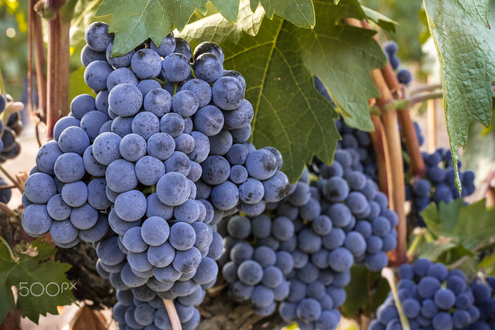 Canon EOS 5DS R sample photo. Wine grapes in a vineyard before autumn harvest photography