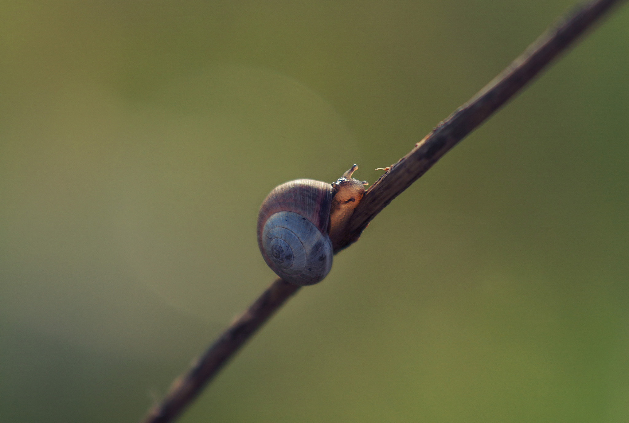 Canon EF 70-300mm F4-5.6L IS USM sample photo. El caracol photography