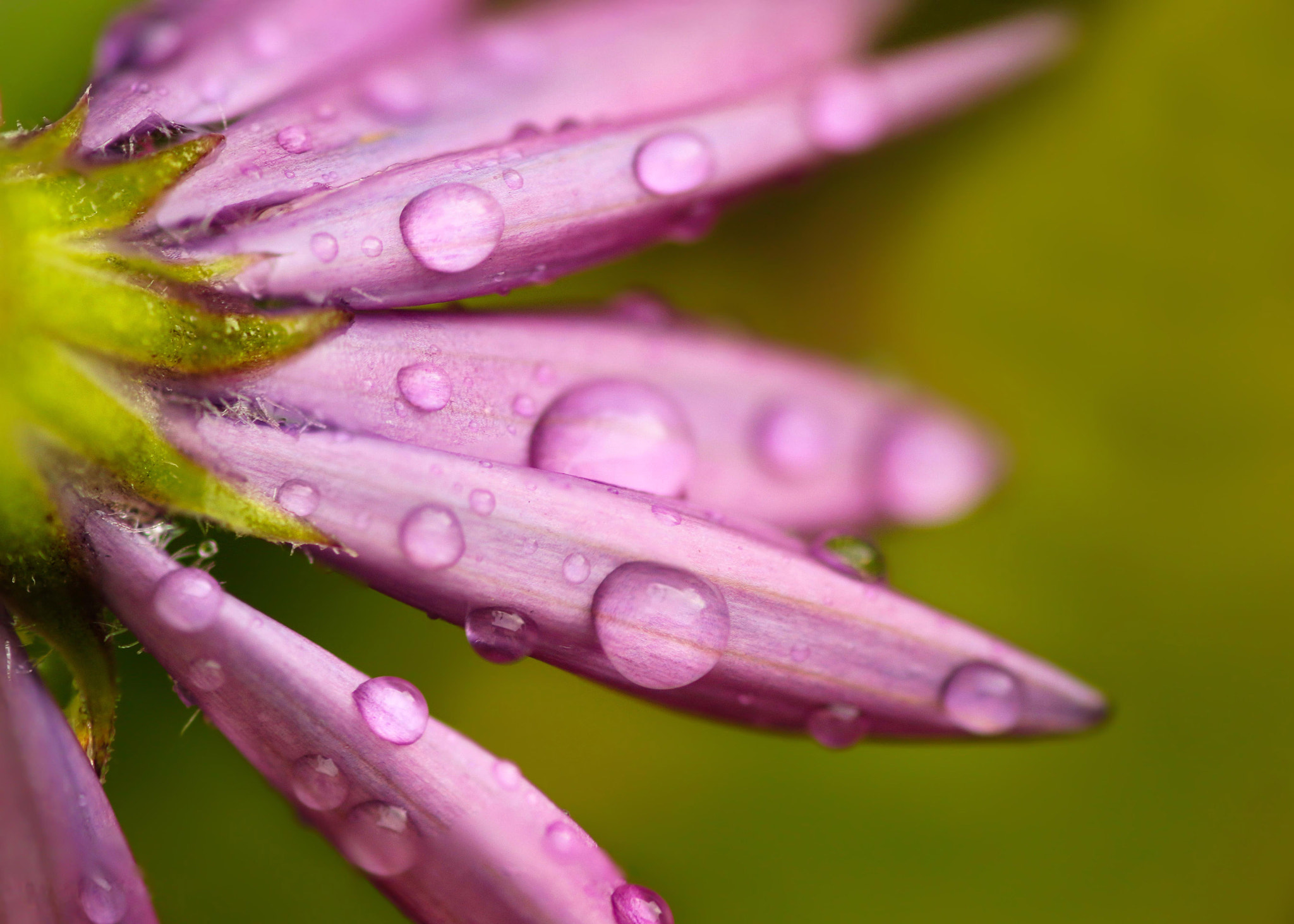 Canon EF 180mm F3.5L Macro USM sample photo. Spring is in the air... photography