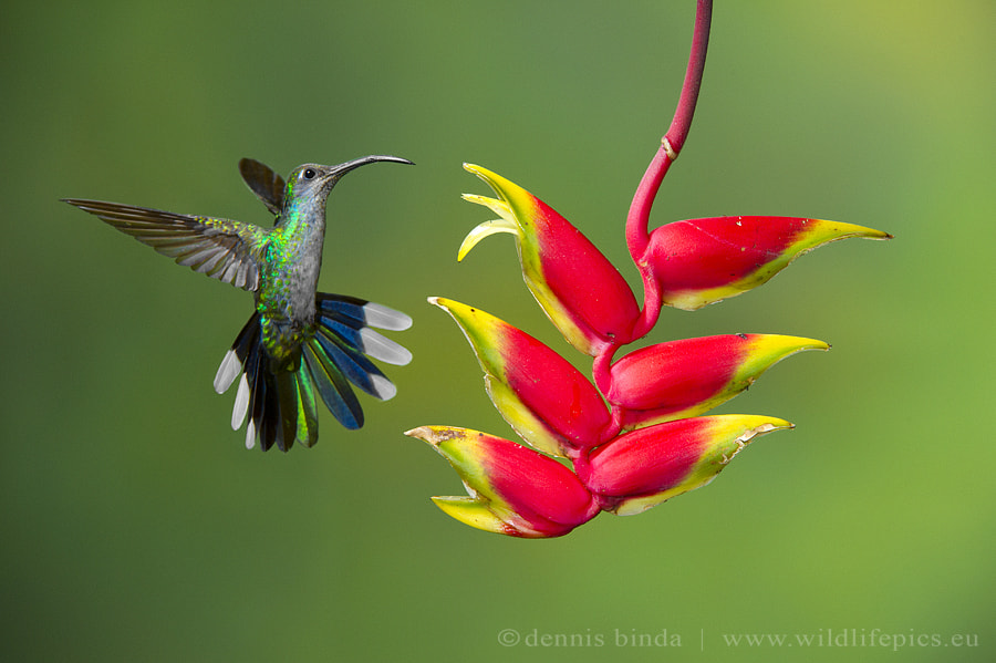 Nikon D3S sample photo. Green hermit photography