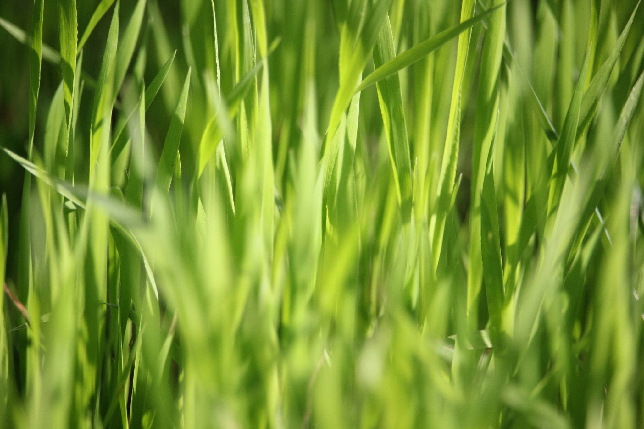 Canon EF-S 55-250mm F4-5.6 IS STM sample photo. Ever green photography