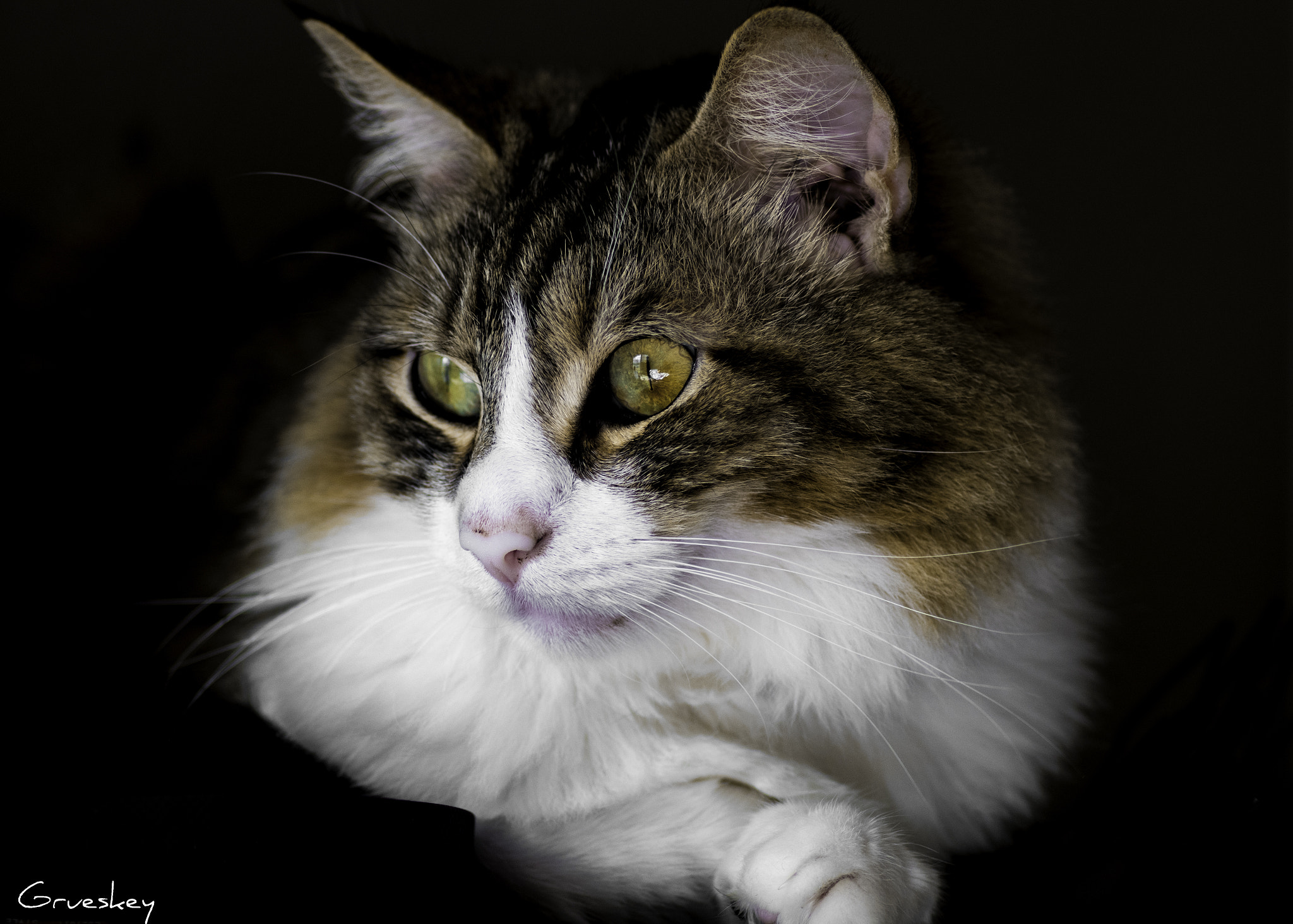 Pentax K-S1 sample photo. Greasy the cat photography