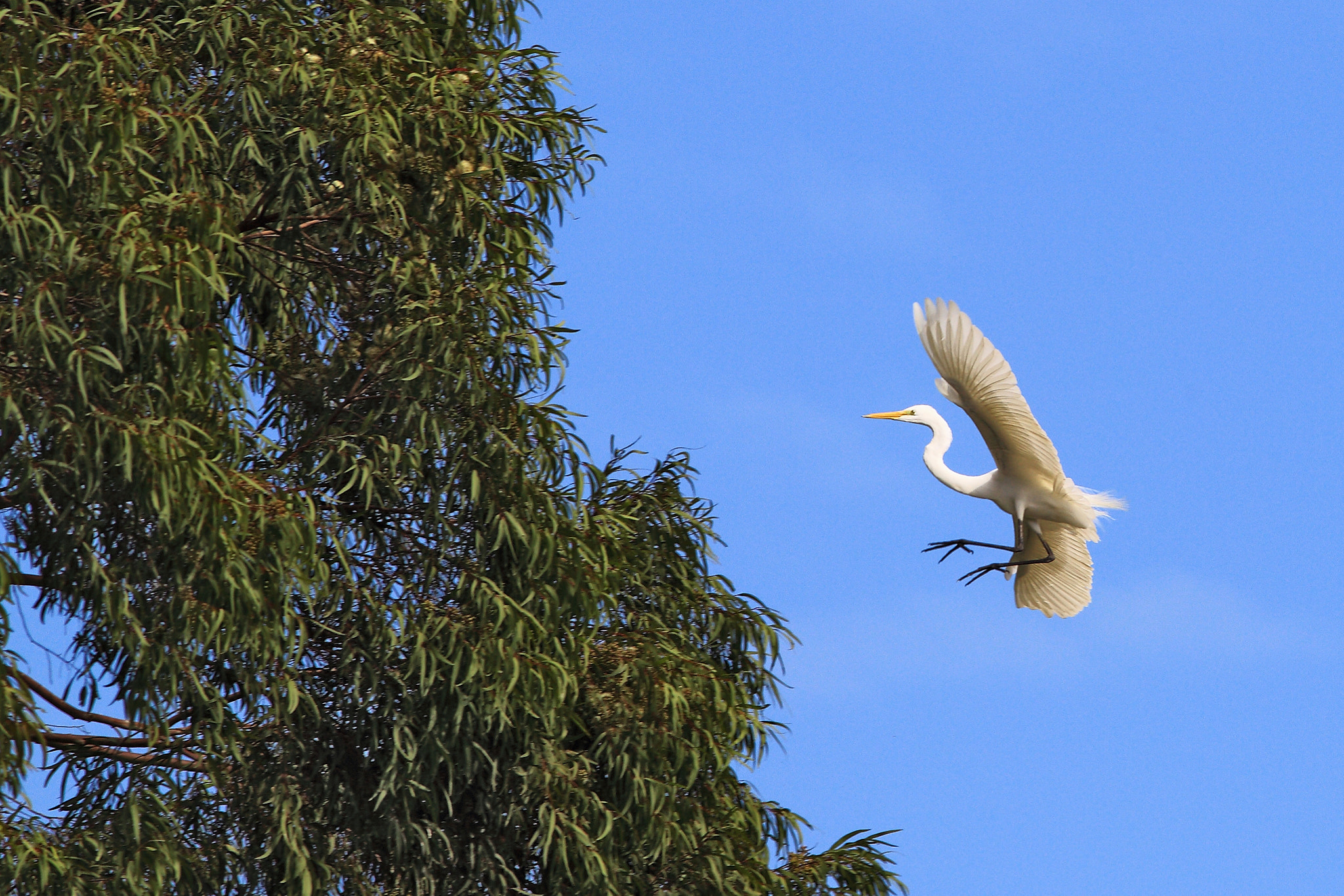 Canon EF 300mm F4L IS USM sample photo. Alba photography
