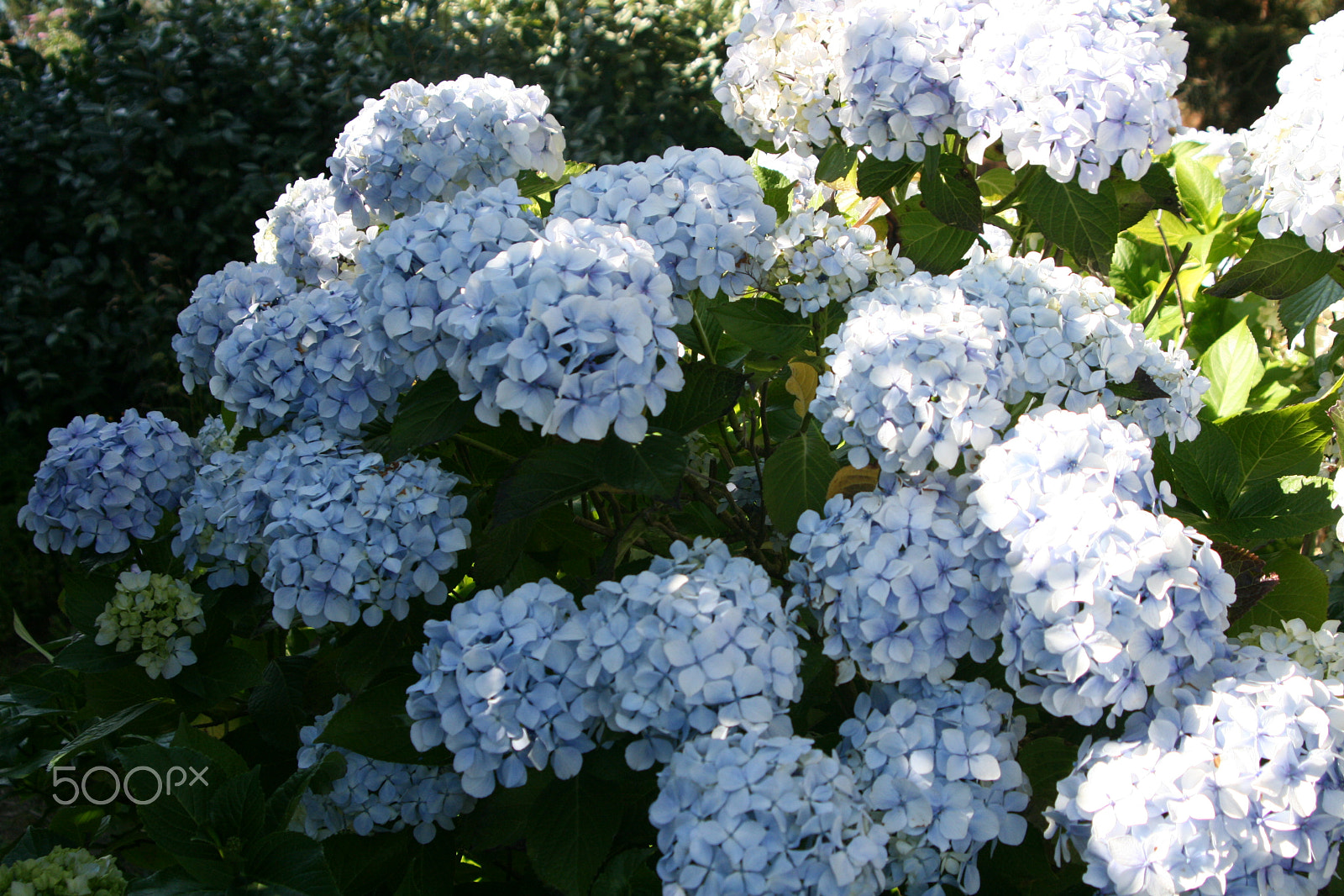 Canon EOS 400D (EOS Digital Rebel XTi / EOS Kiss Digital X) sample photo. Bretagne:hortensia photography