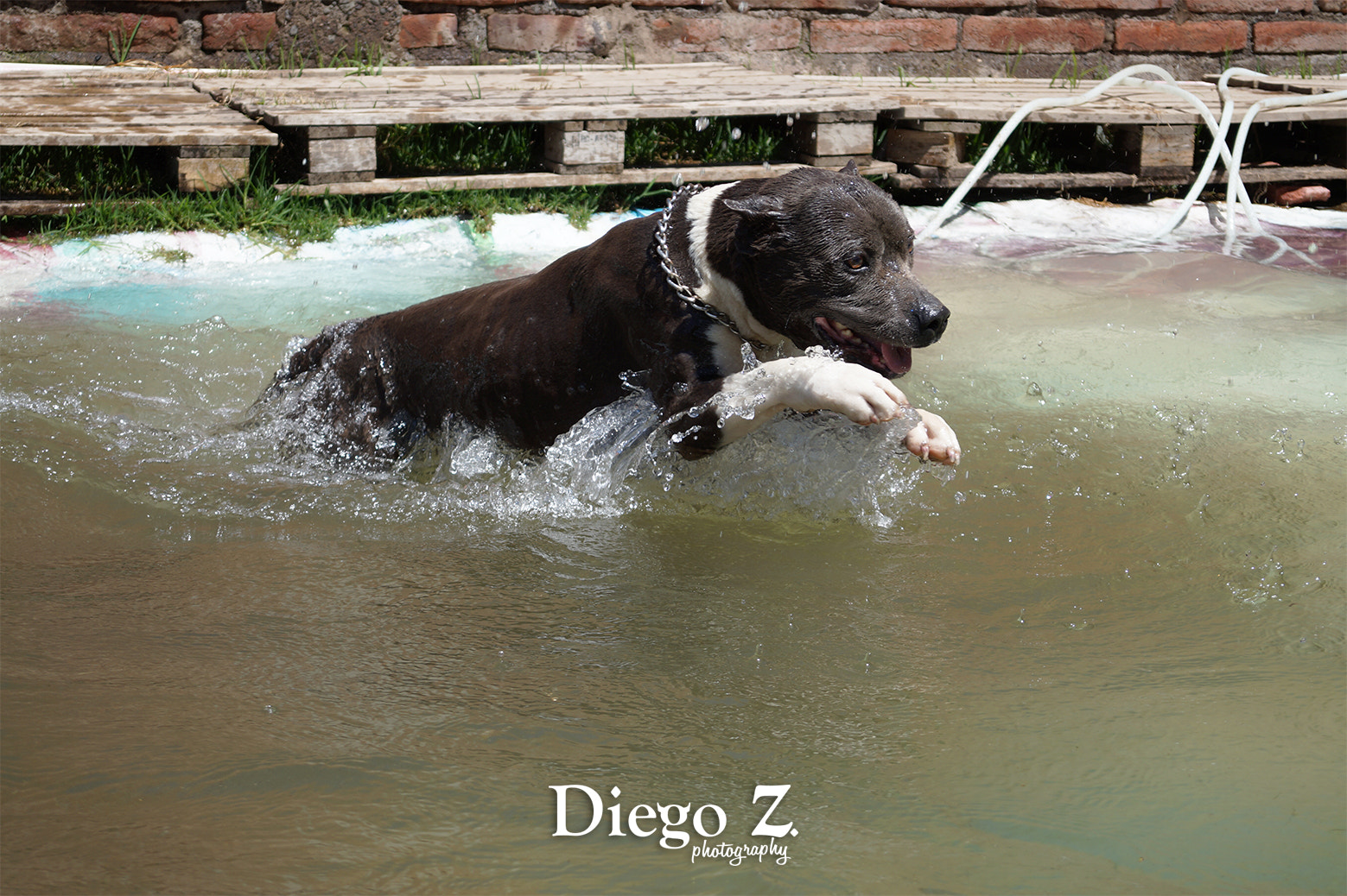 E 18-50mm F4-5.6 sample photo. Pitbull refrescandose photography