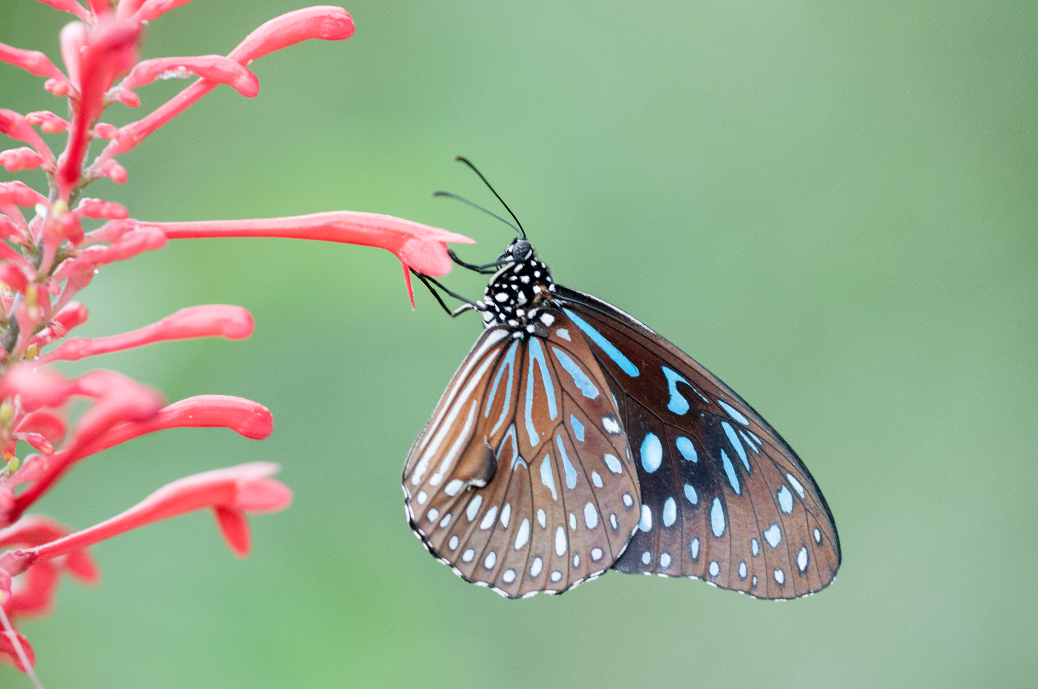 Sigma 150mm F2.8 EX DG OS Macro HSM sample photo. Dark blue tiger photography