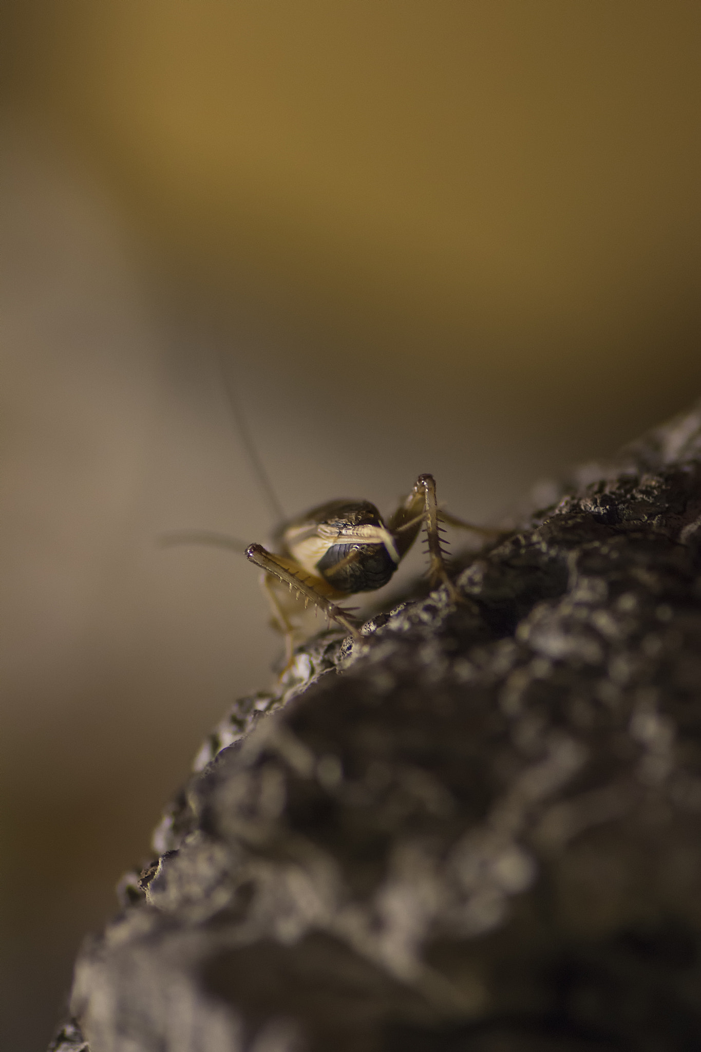 Tamron SP AF 90mm F2.8 Di Macro sample photo. Grillo photography
