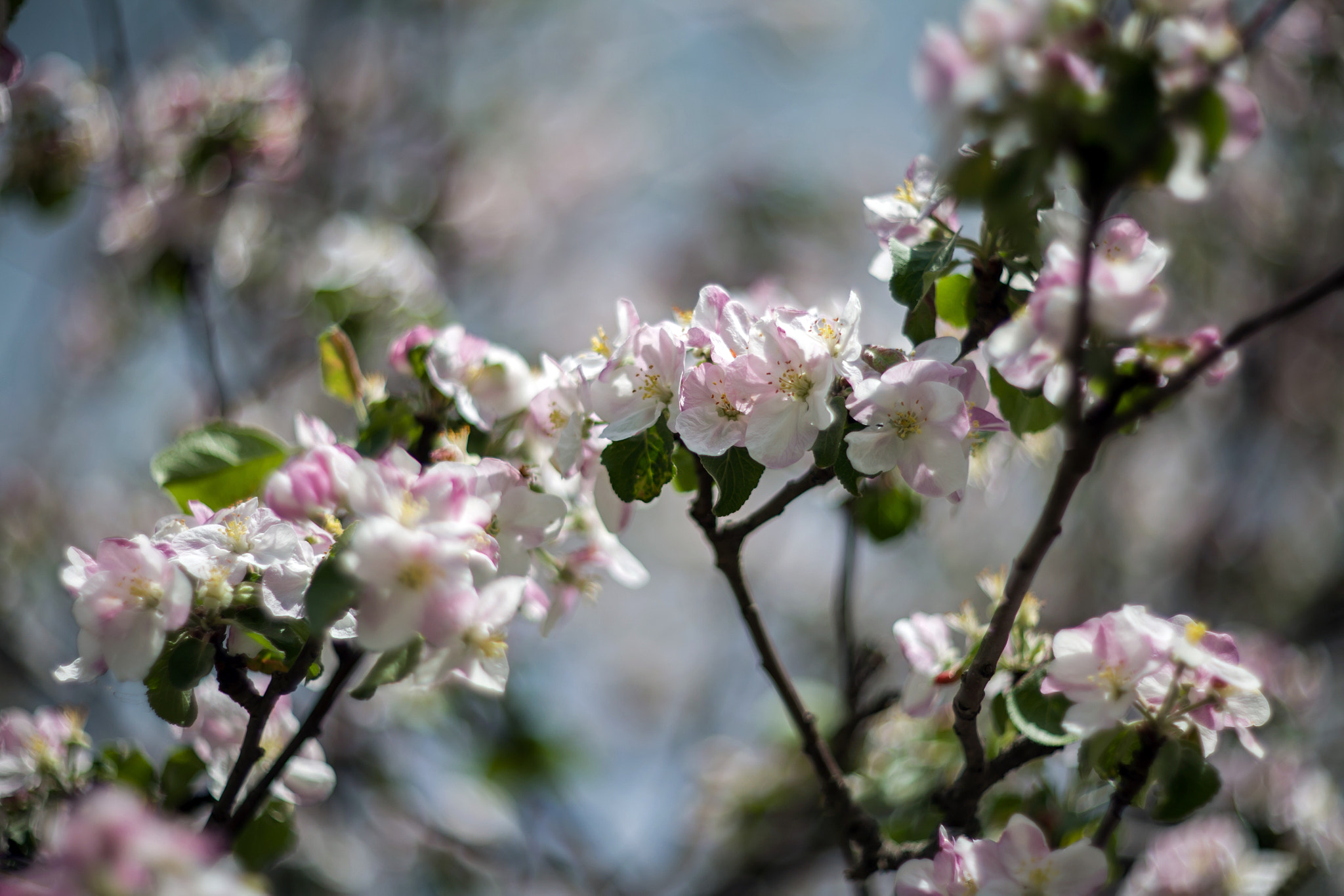 Canon EF 35-80mm f/4-5.6 sample photo. Aff abdc orig photography