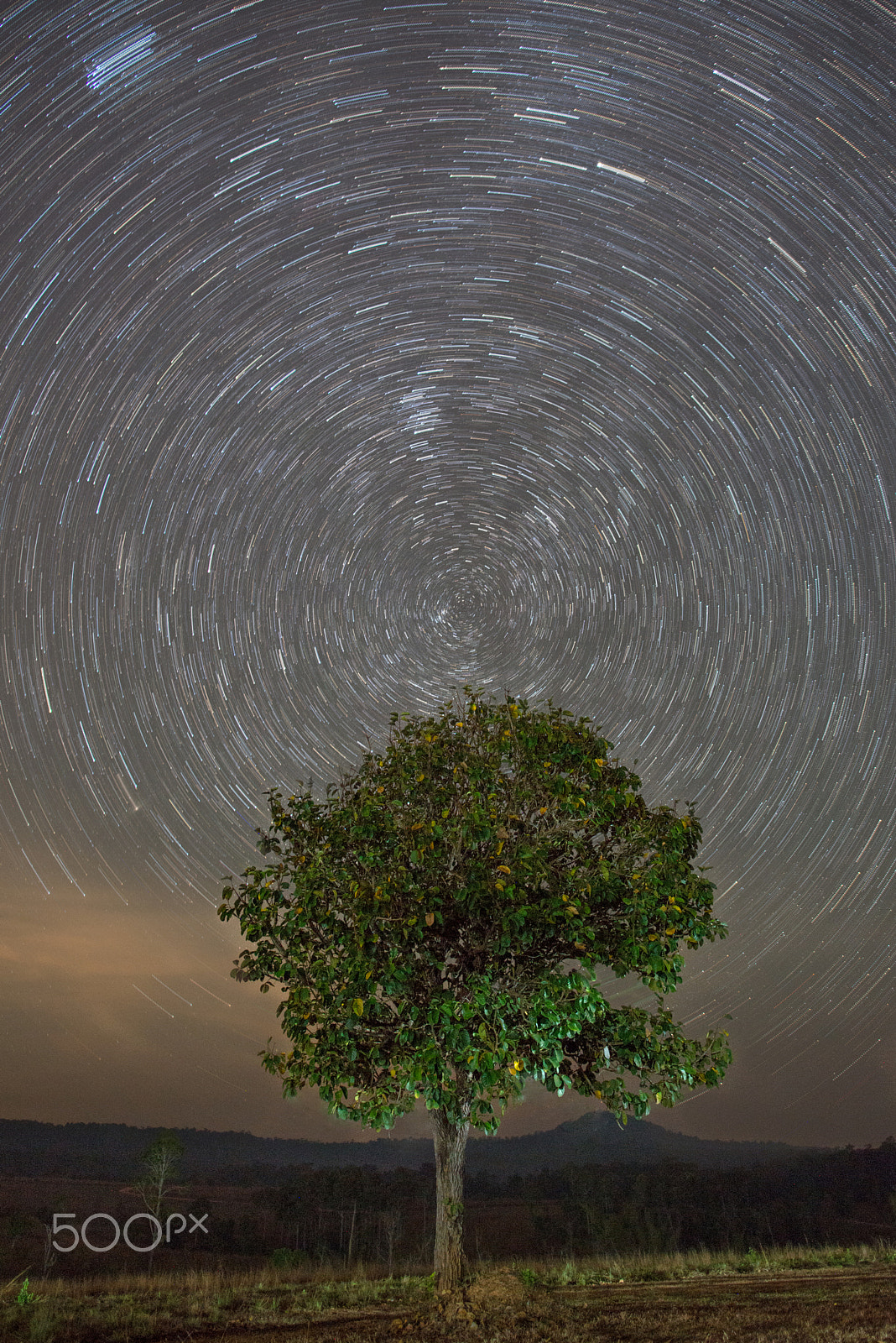 Nikon D800 + Nikon AF-S Nikkor 20mm F1.8G ED sample photo. Star trail over the lonely tree photography