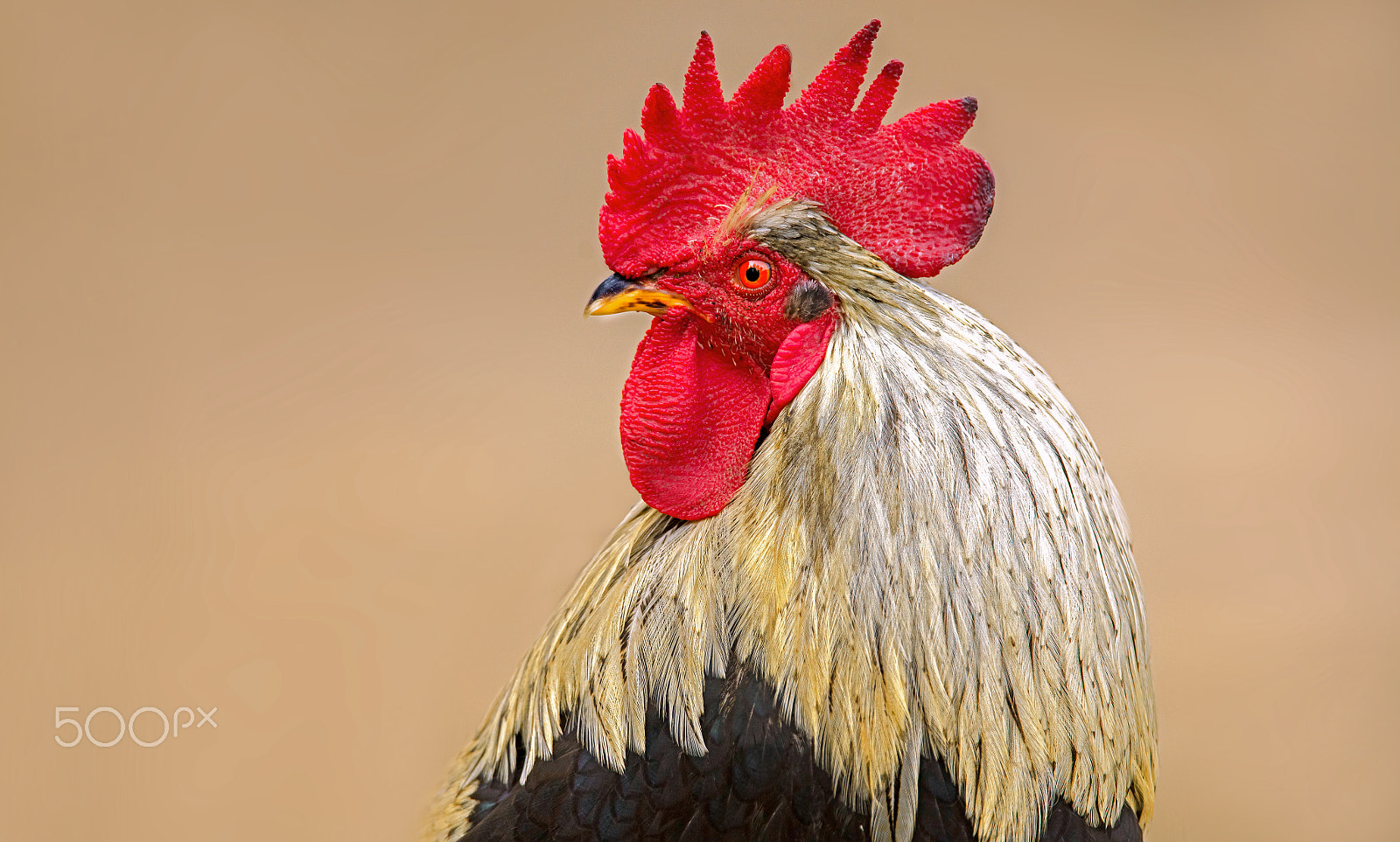 Canon EF 400mm F2.8L IS II USM sample photo. Coq photography