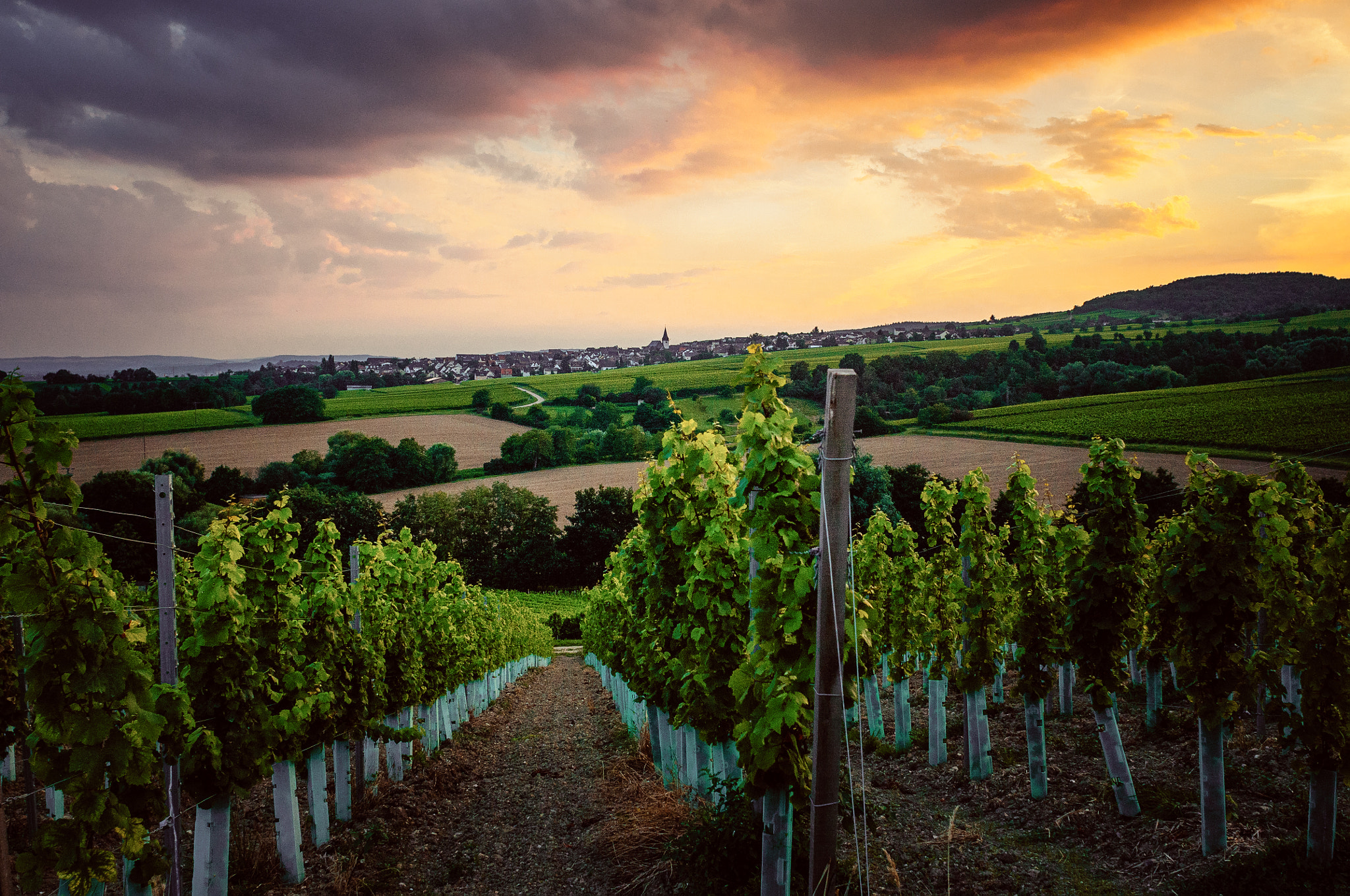 Nikon D300 + Nikon AF Nikkor 24mm F2.8D sample photo. Vineyard photography