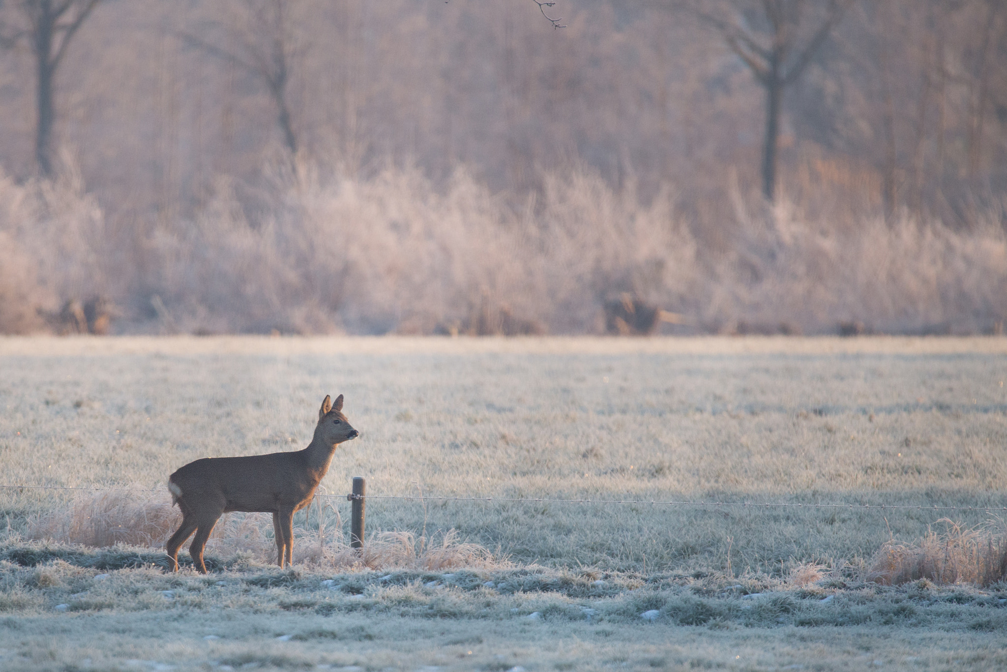 150-600mm F5-6.3 DG OS HSM | Sports 014 sample photo. Roe deer in first light! photography