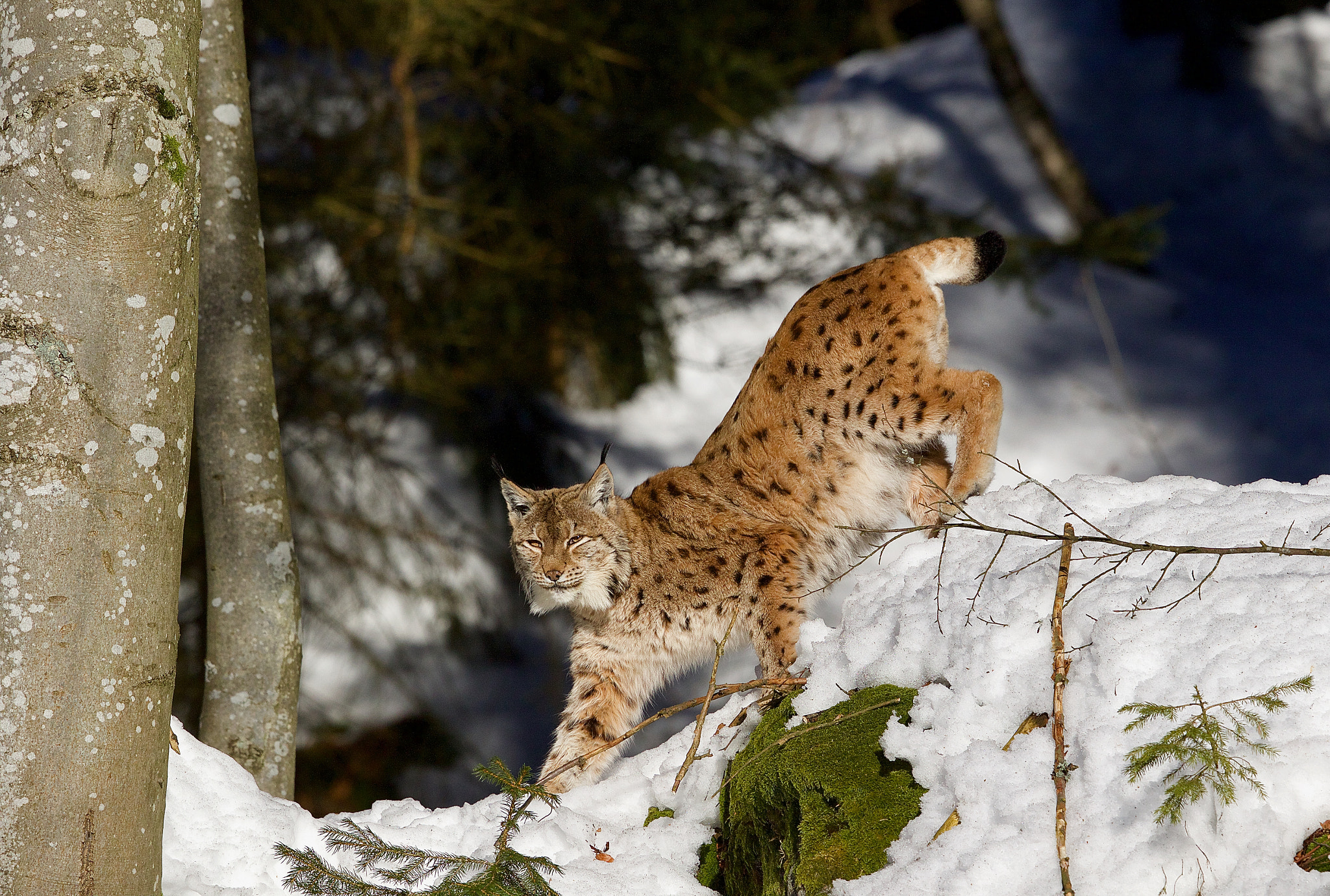 Canon EF 500mm F4L IS II USM sample photo. Unterwegs im nationalpark bayerischer wald photography