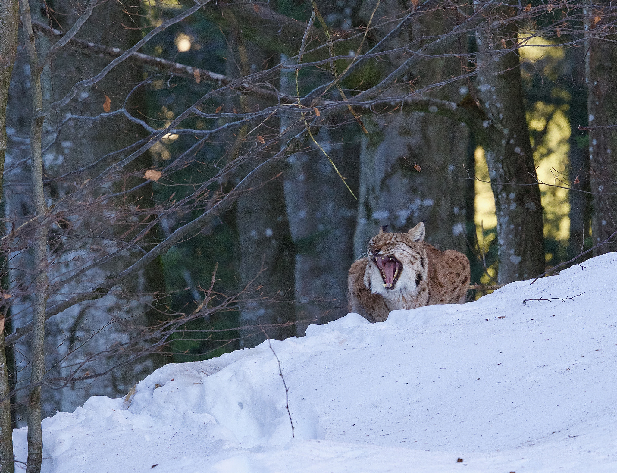 Canon EF 500mm F4L IS II USM sample photo. Unterwegs im nationalpark bayerischer wald photography